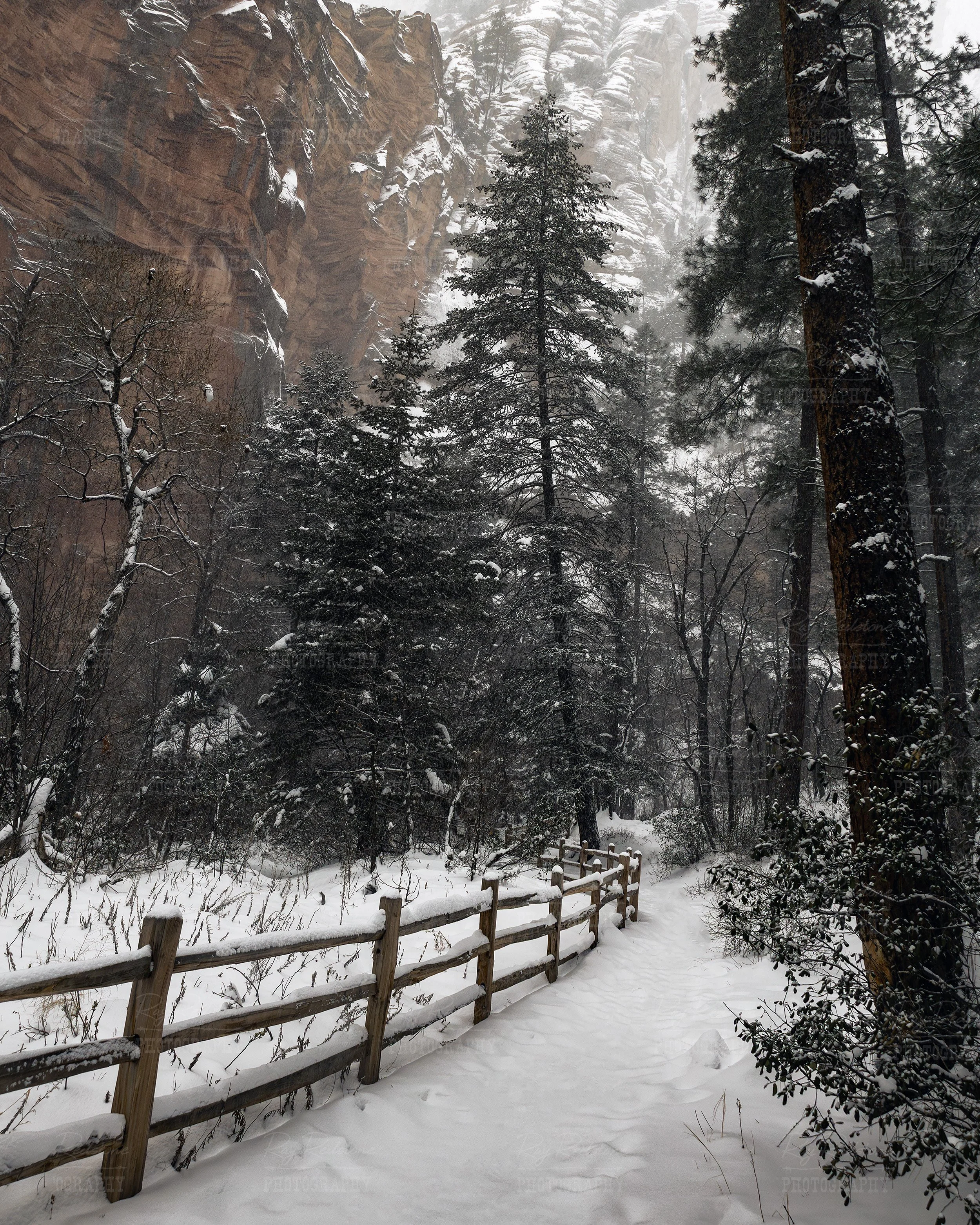 Vertical View Of Falling Snow On West Fork Trail In Sedona