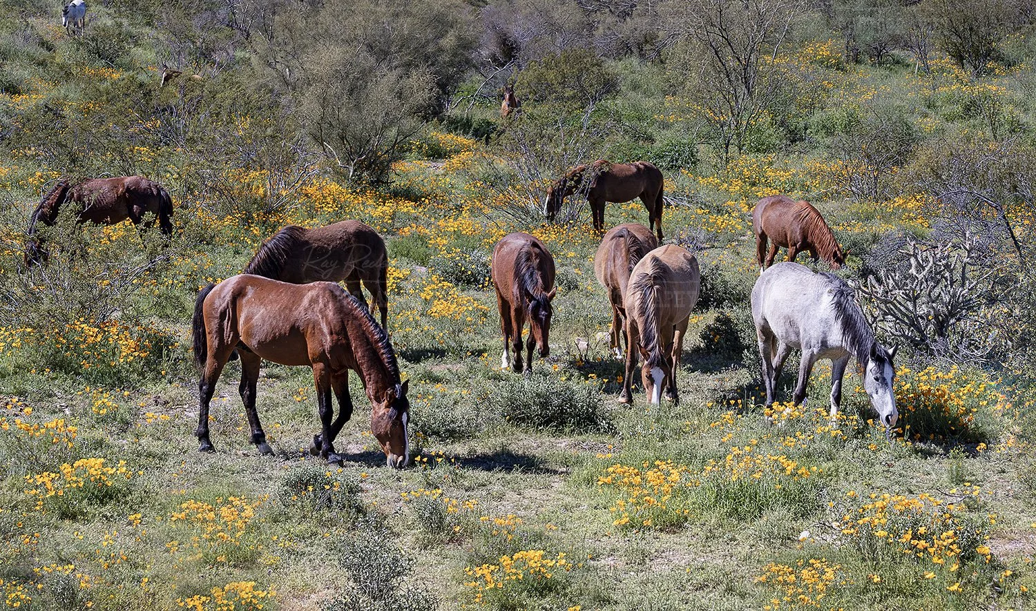 Grazing Among Wildflowers Superbloom 2023