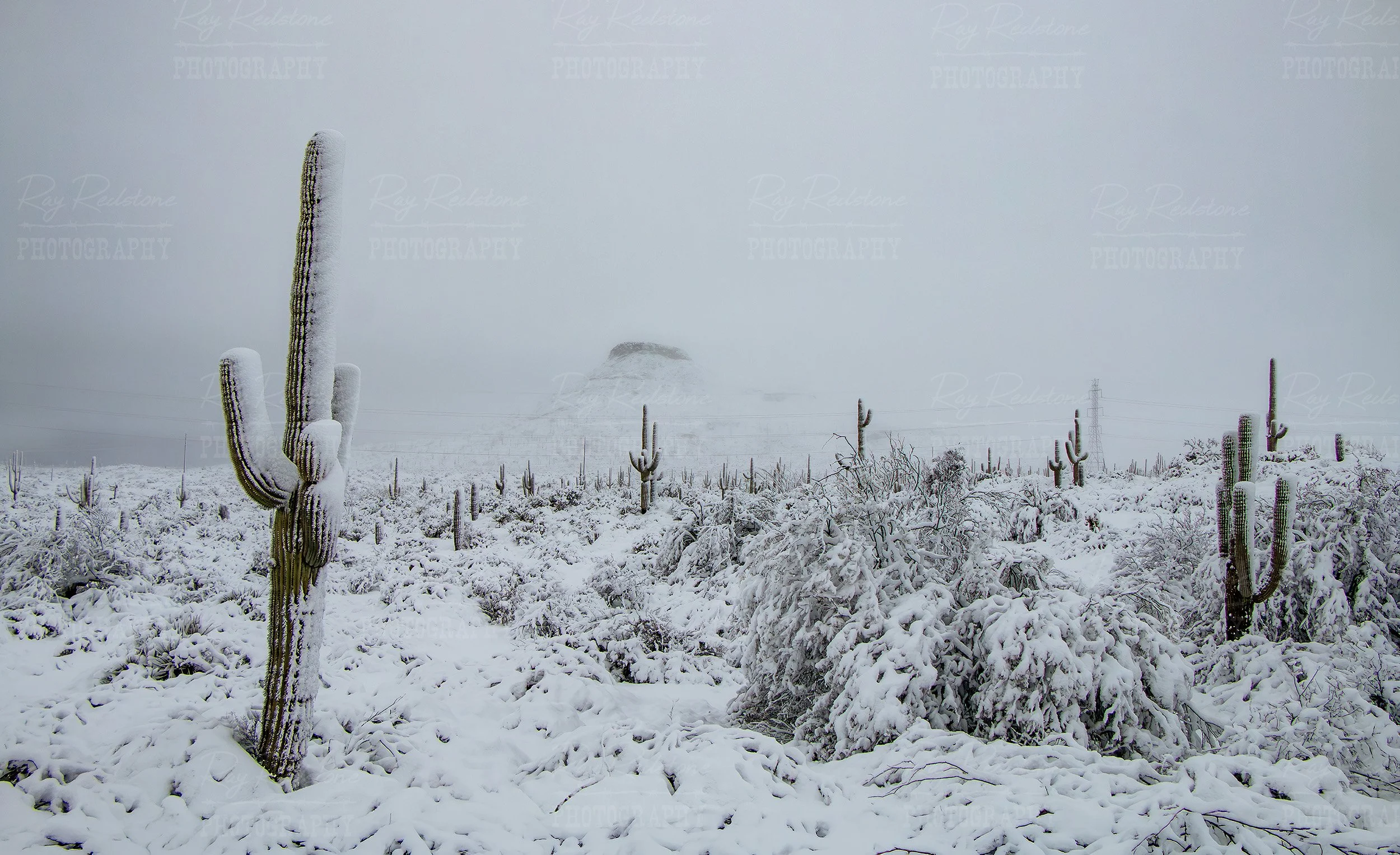 Snow Blasted Saguaro Cactus In Arizona
