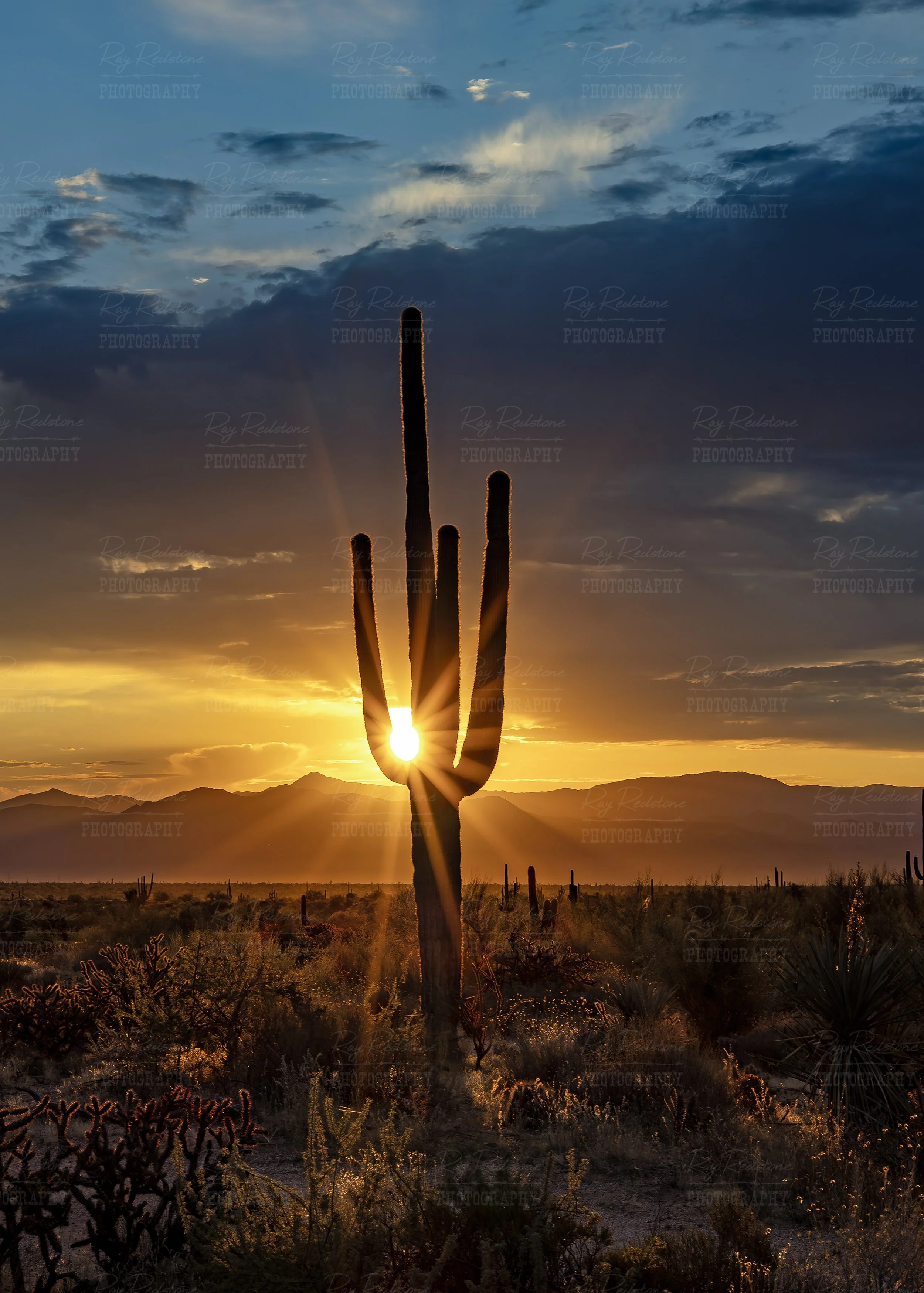 Vertical View Of Saguaro Cactus With Sunrise Sunrays