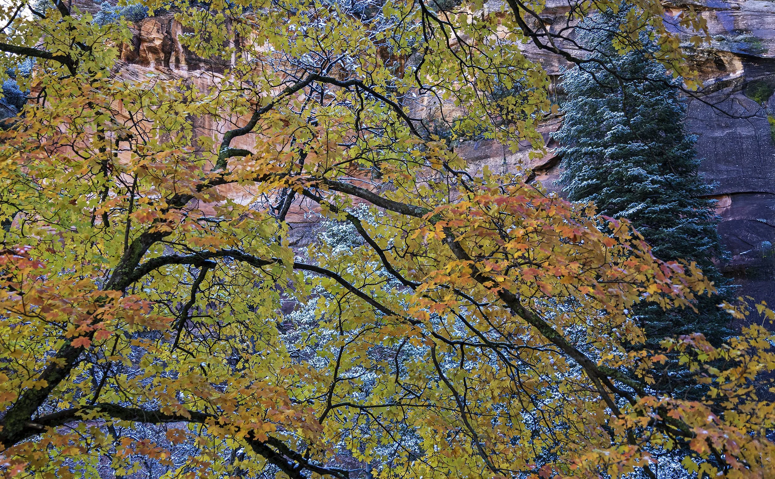 Fall Colors In Sedona Arizona