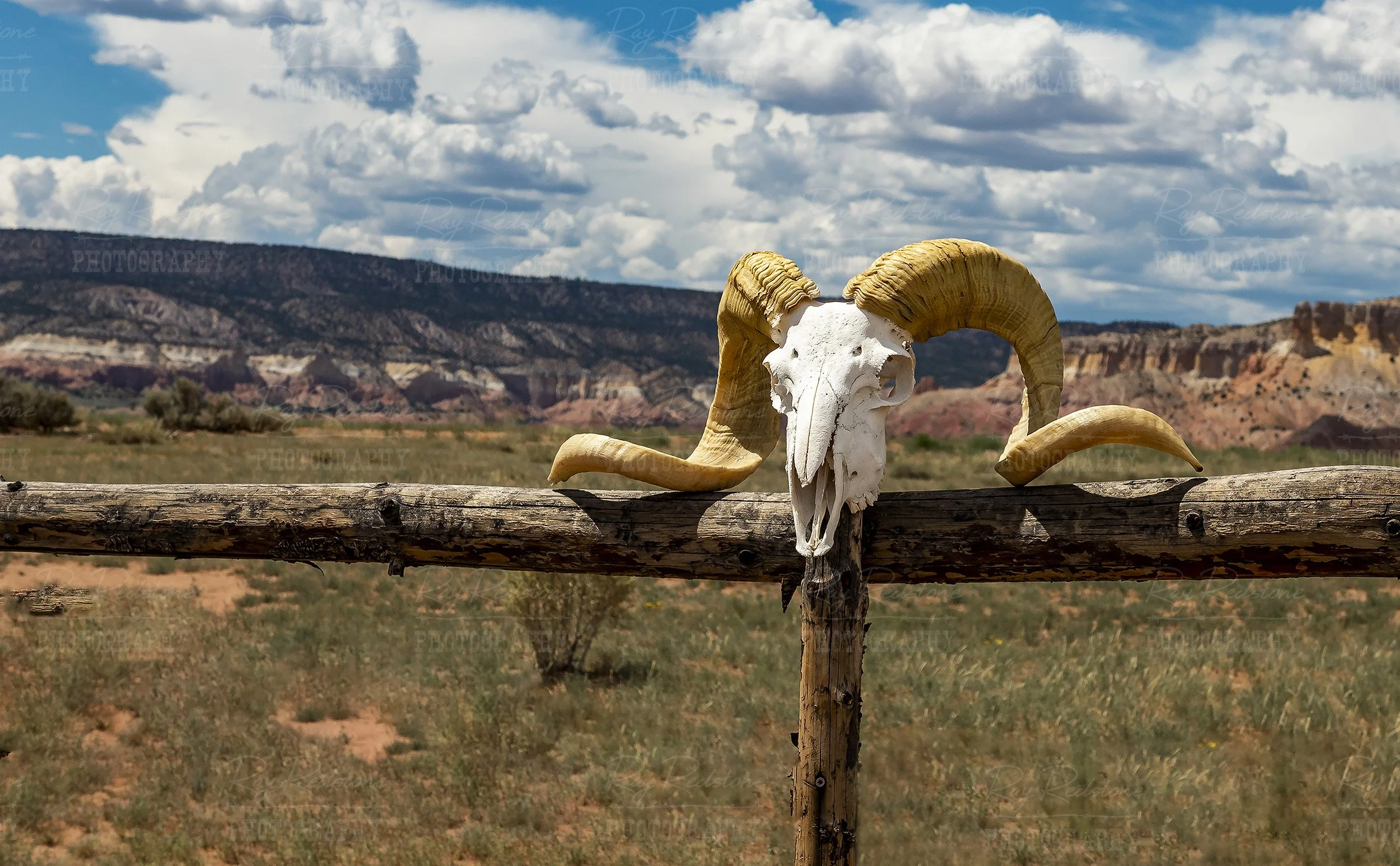 Ram Skull On Fence