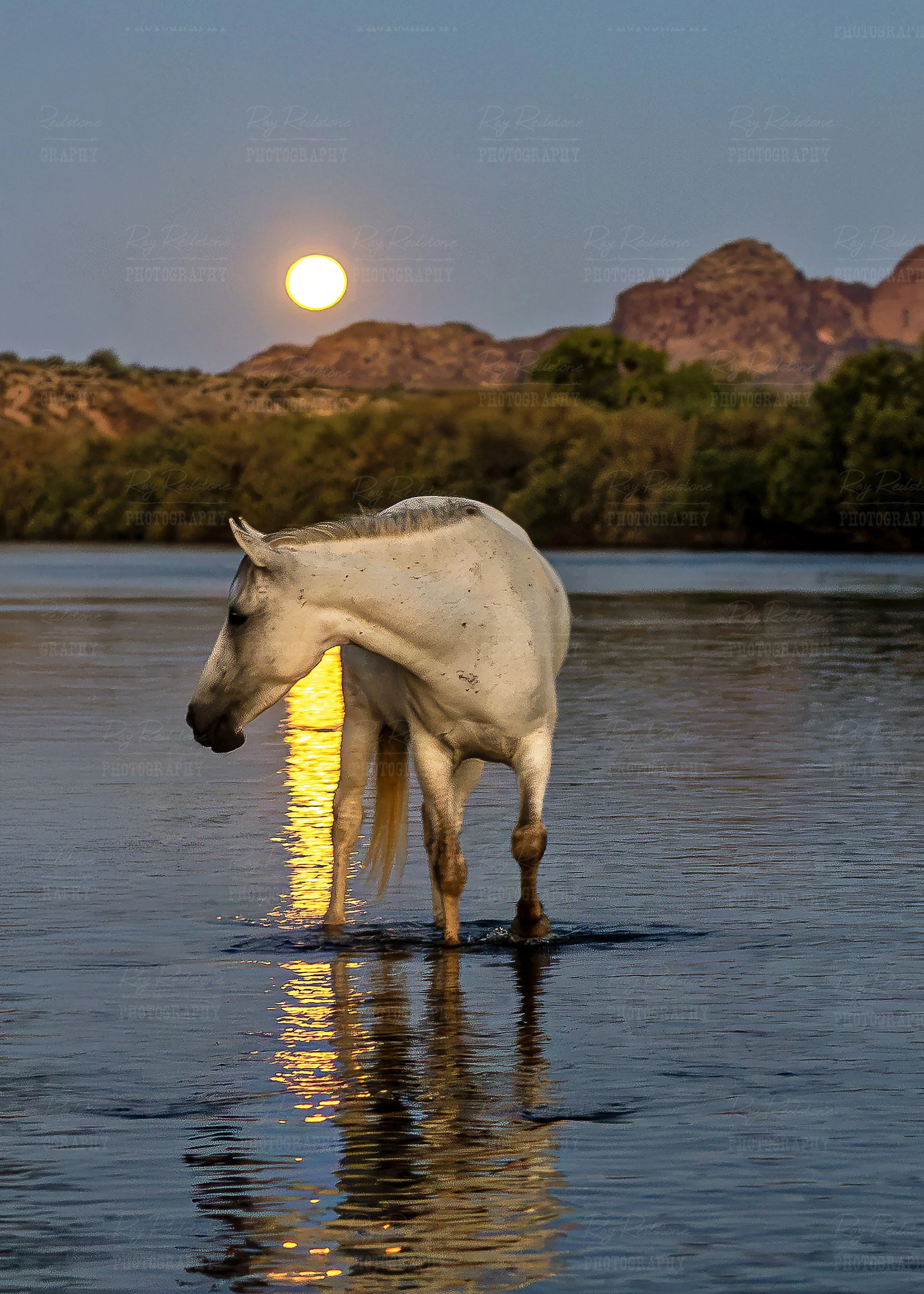 Vertical View Wild Horse With Moonlight Reflection On River