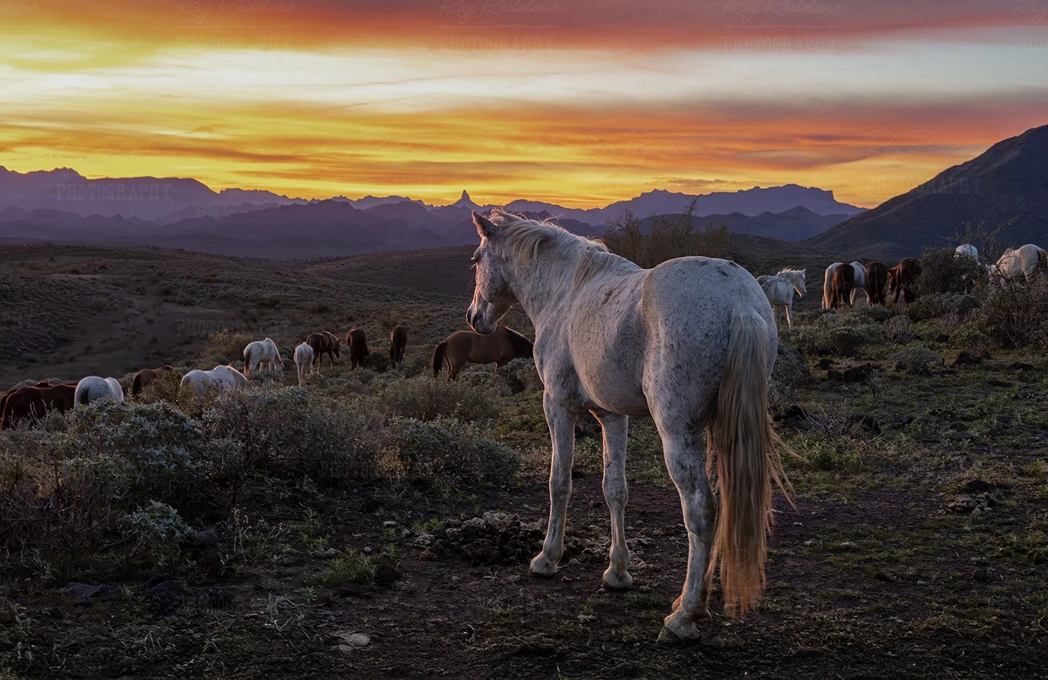 Wild horses at sunrise  