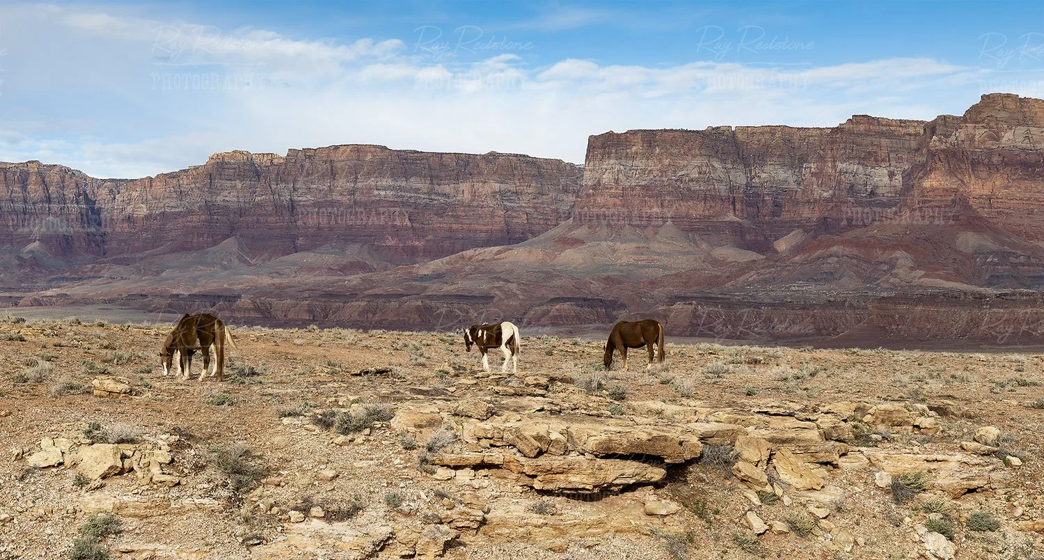Horses Navajo Reservation