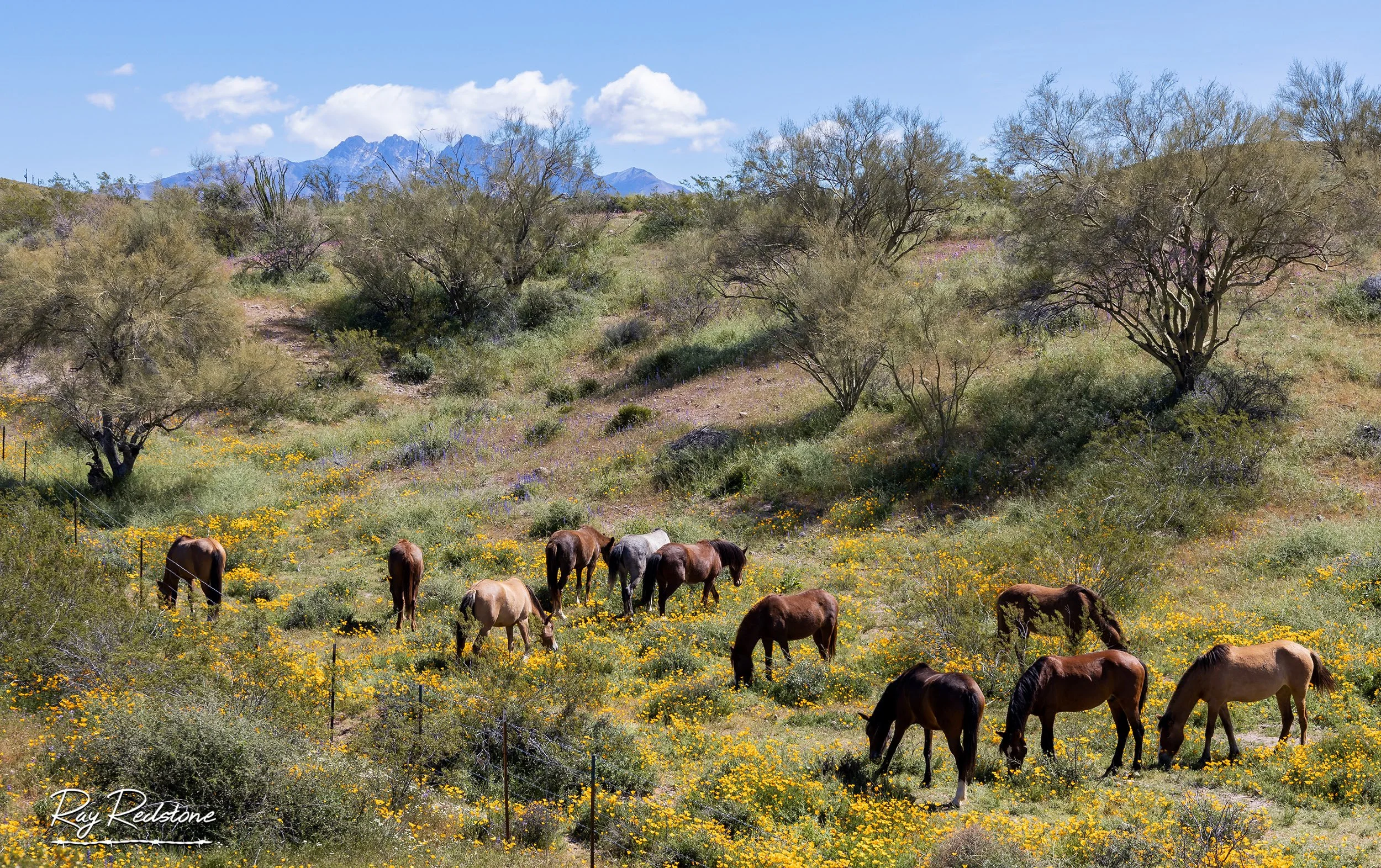 Band of Wild Horses or Mustangs grazing in a field of wildflowers