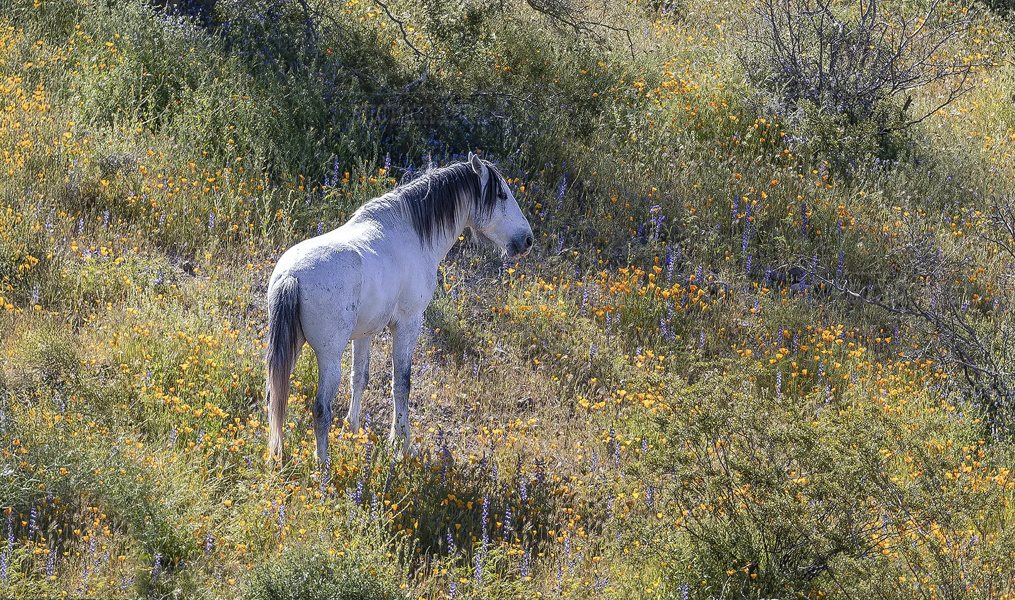 Wild Horse In A Field Of Spring Wildflowers In Arizona