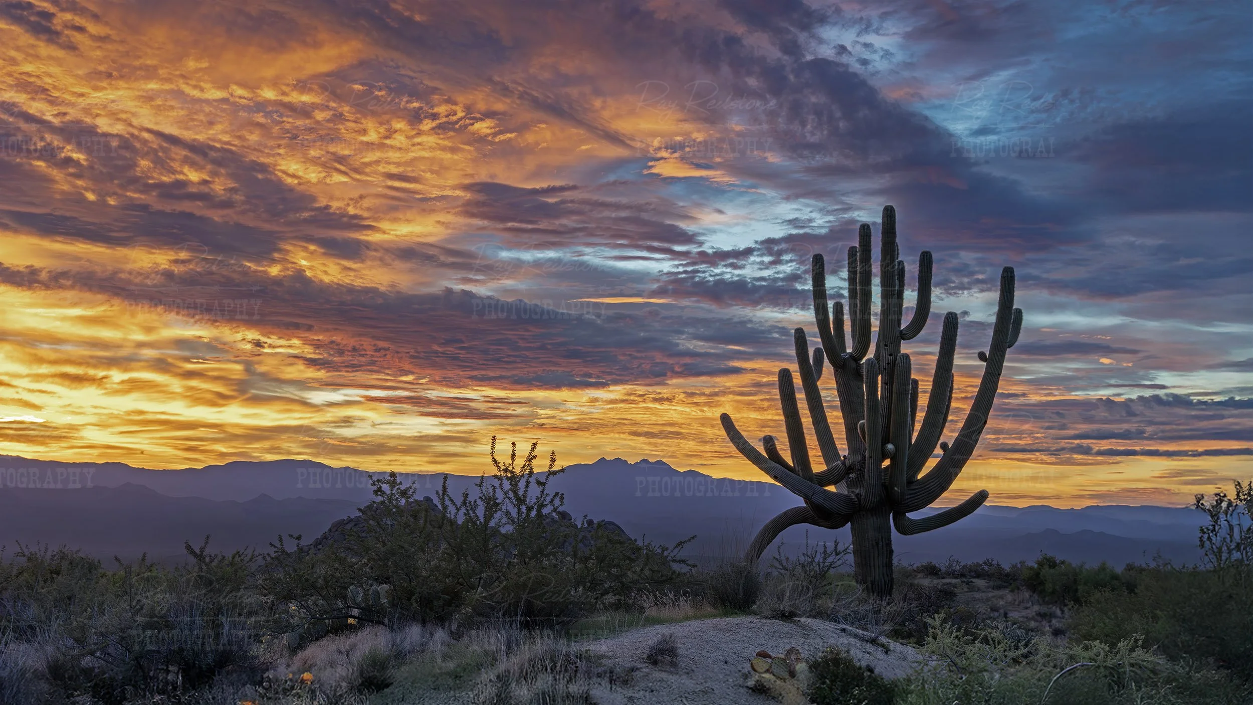 Old Growth Saguaro Cacti With Vibrant Sunrise