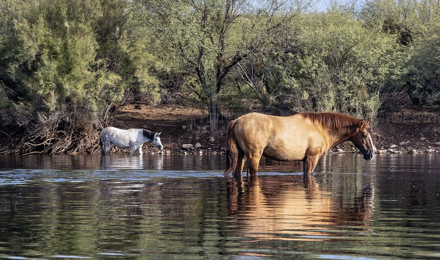 Horses-wading-summertimeF2-0S8A3567-1500.jpg