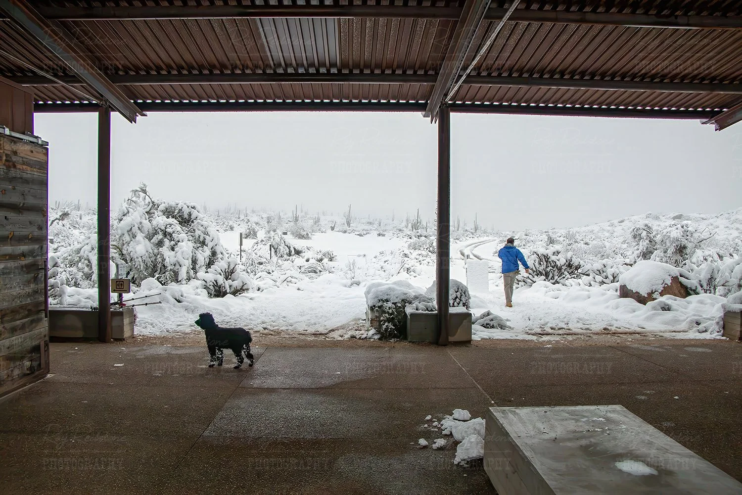 Snow Covered Desert Landscape Scottsdale