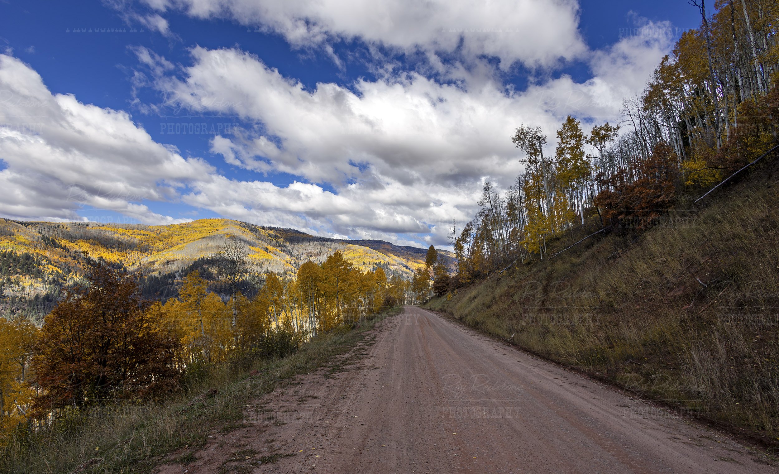 forest-road-aspens-fall-2500wm-0S8A2308-Enhanced-NR copy.jpg