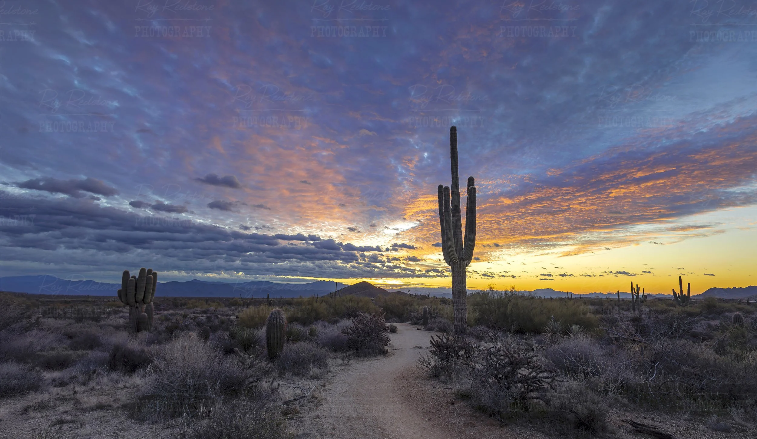 Wide Angle Arizona Sunrise Landscape With Cactus
