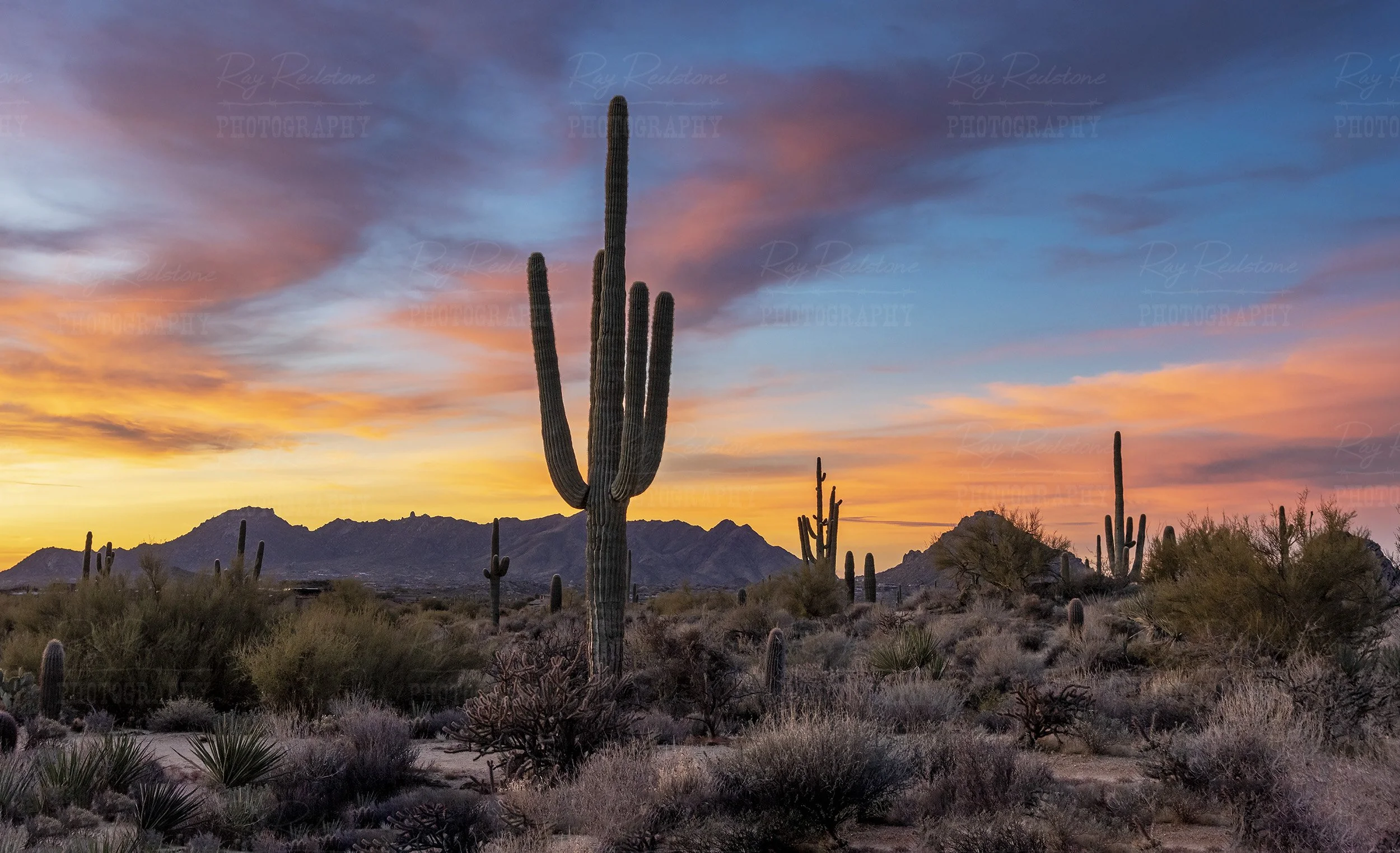 Arizona Desert Sunrise Landscape With Saguaro Cactus