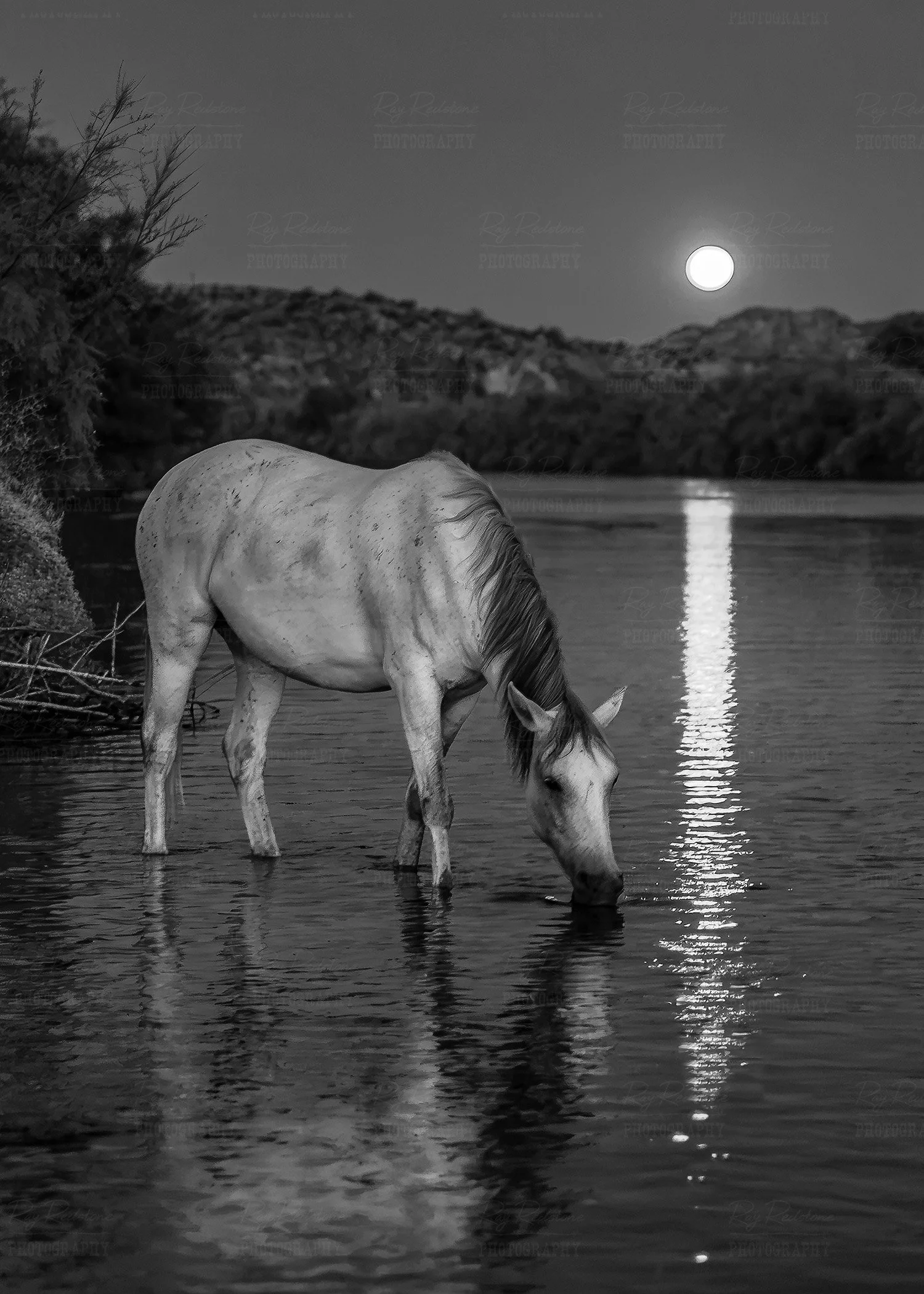 Black & White Version