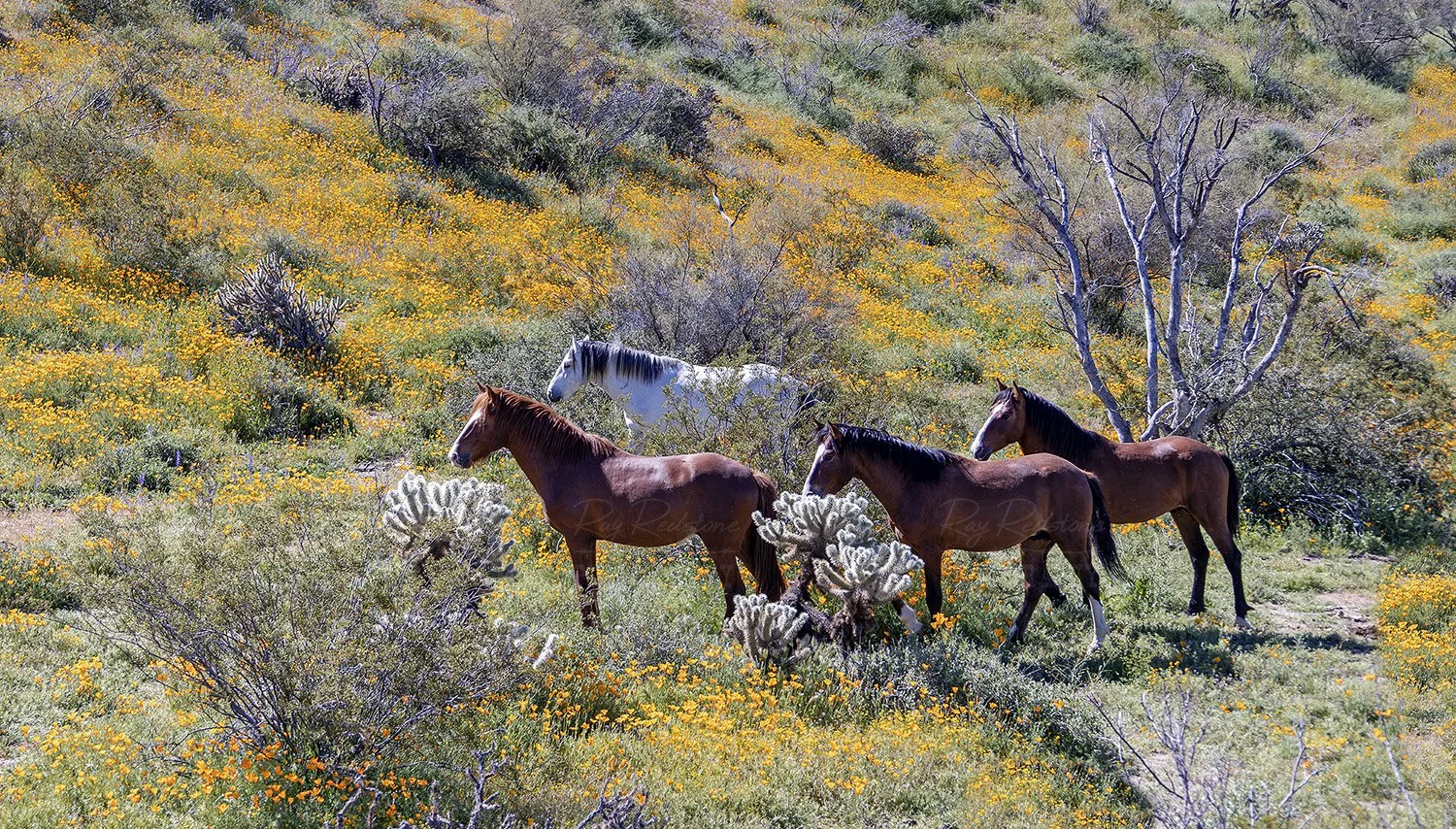 Wild Horses Surrounded By Wildflowers 
