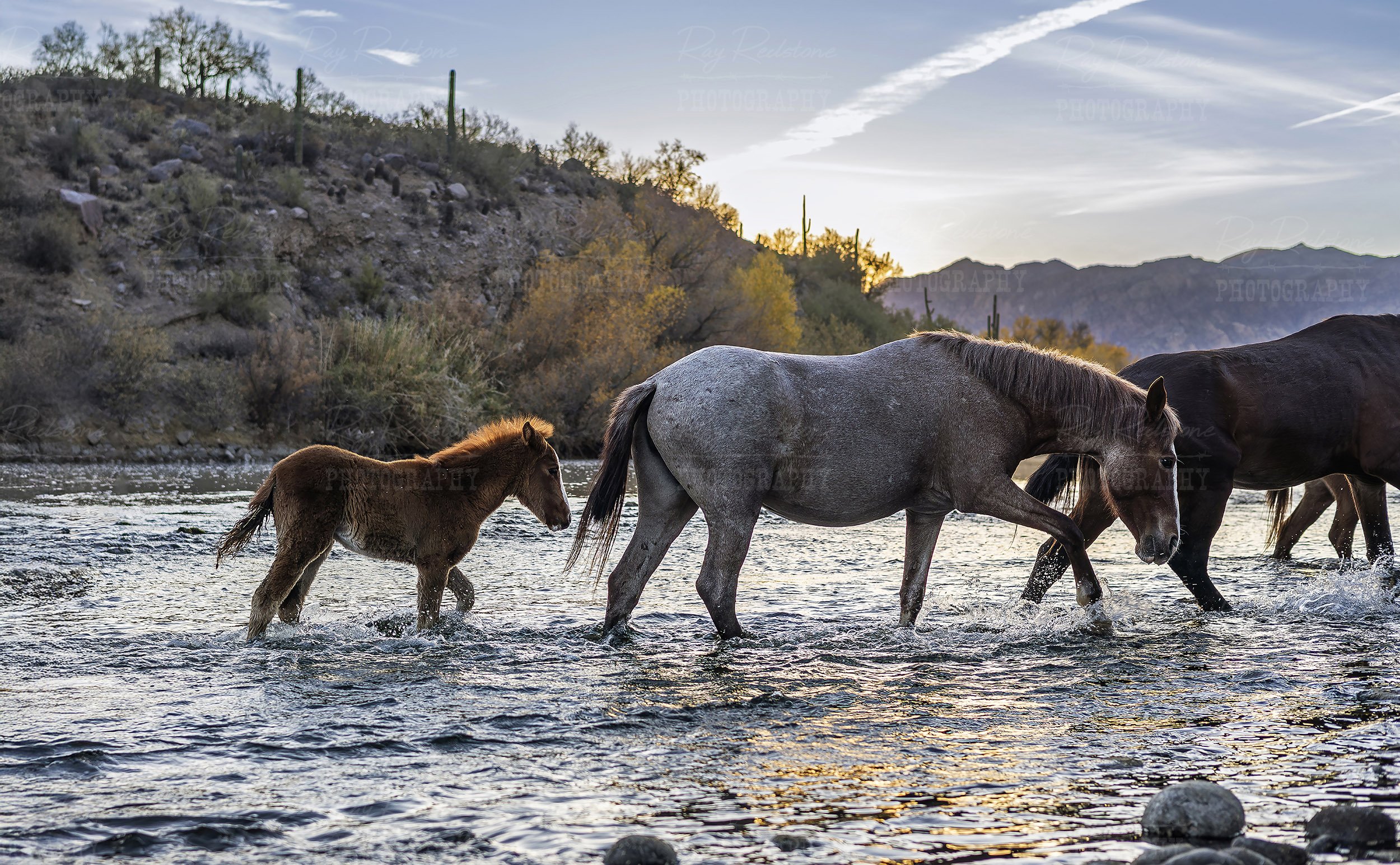 foal-crossing-river3-0S8A8448-8200B-new-2500wm.jpg