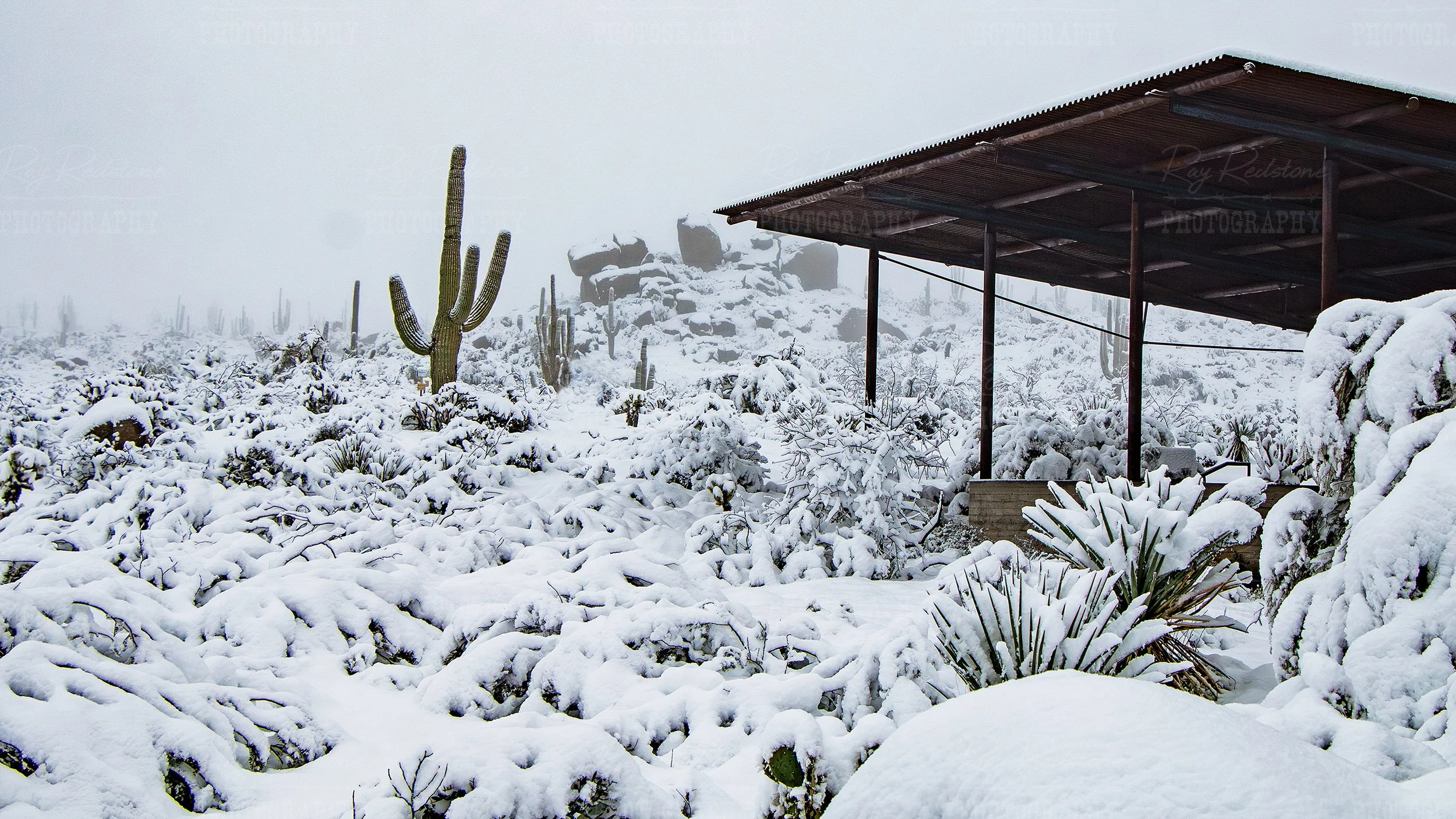 Snow Covered Sonoran Desert