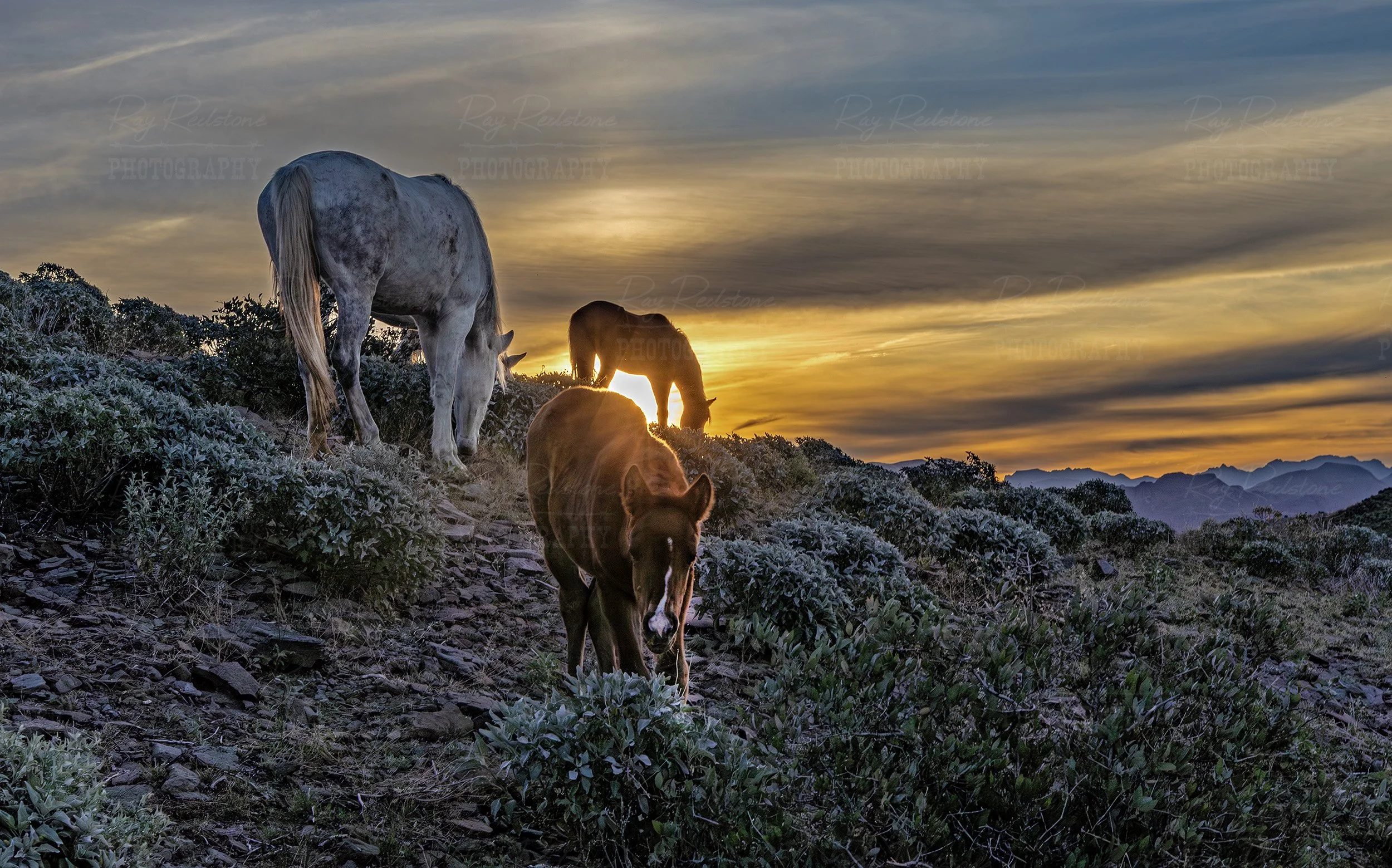Salt River Wild Horse Foal Moonfire At Sunrise