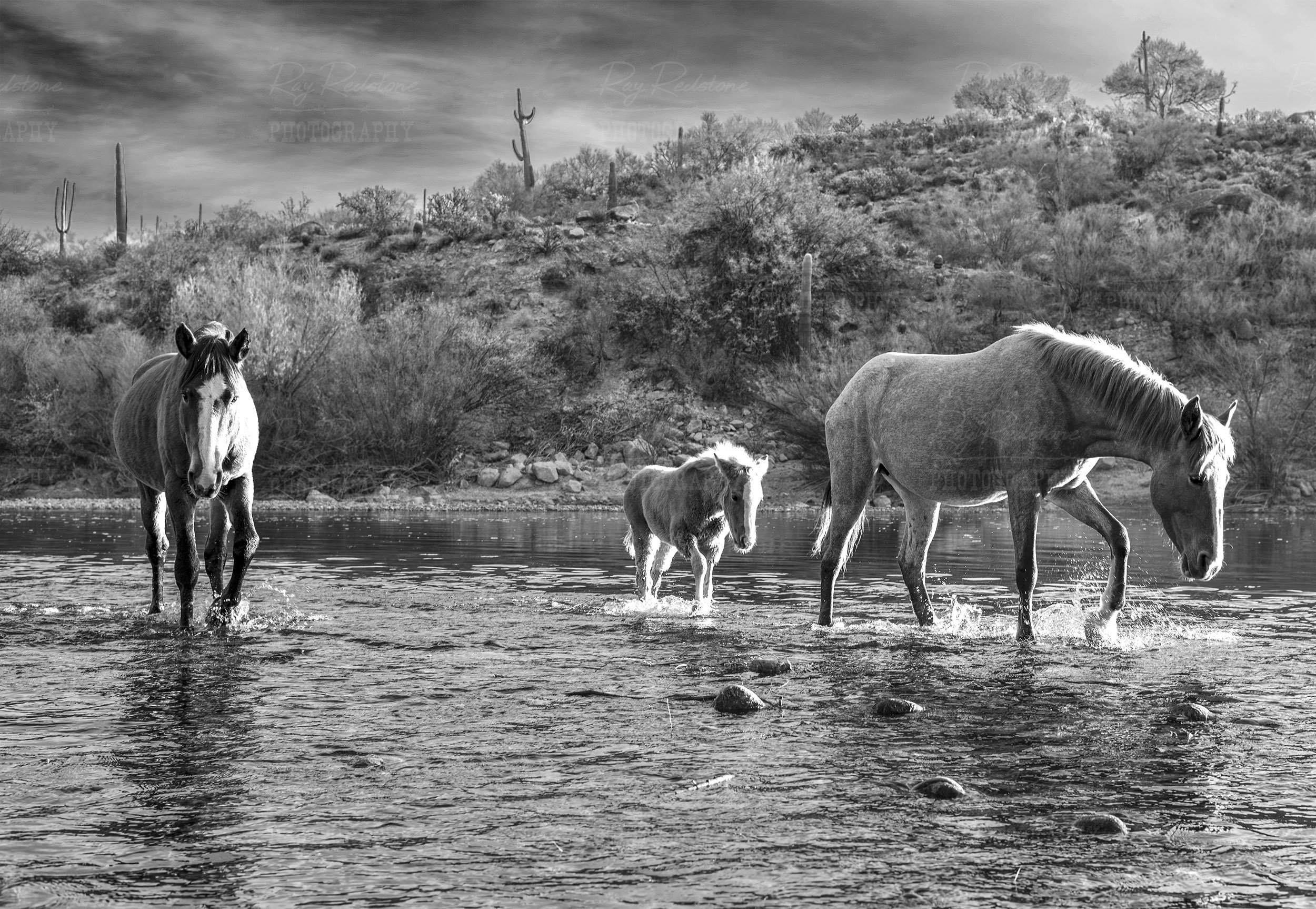 Black And White Image Wild Horse Foal Crossing River