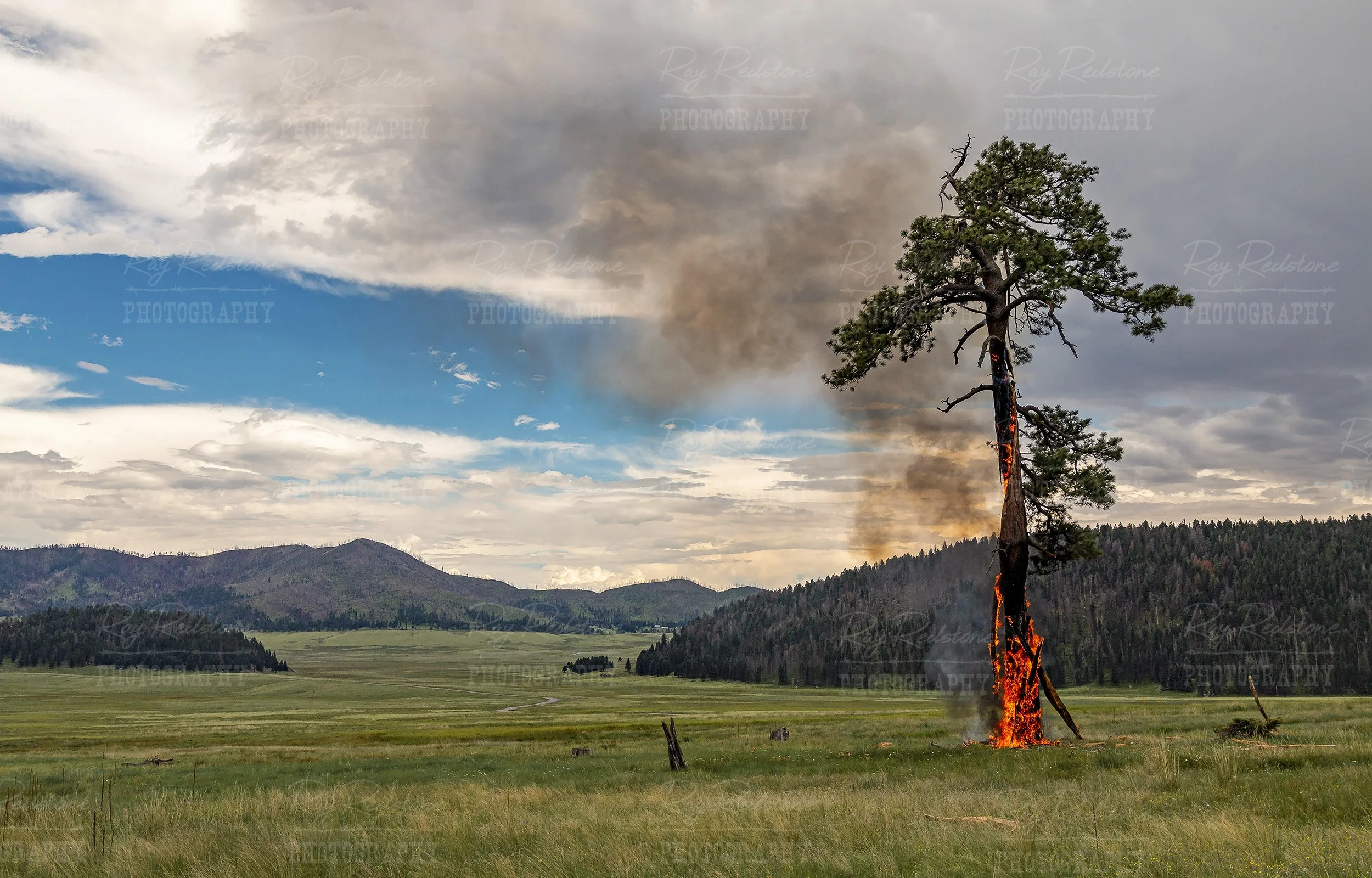 Tree On Fire Struck By Lightning New Mexico