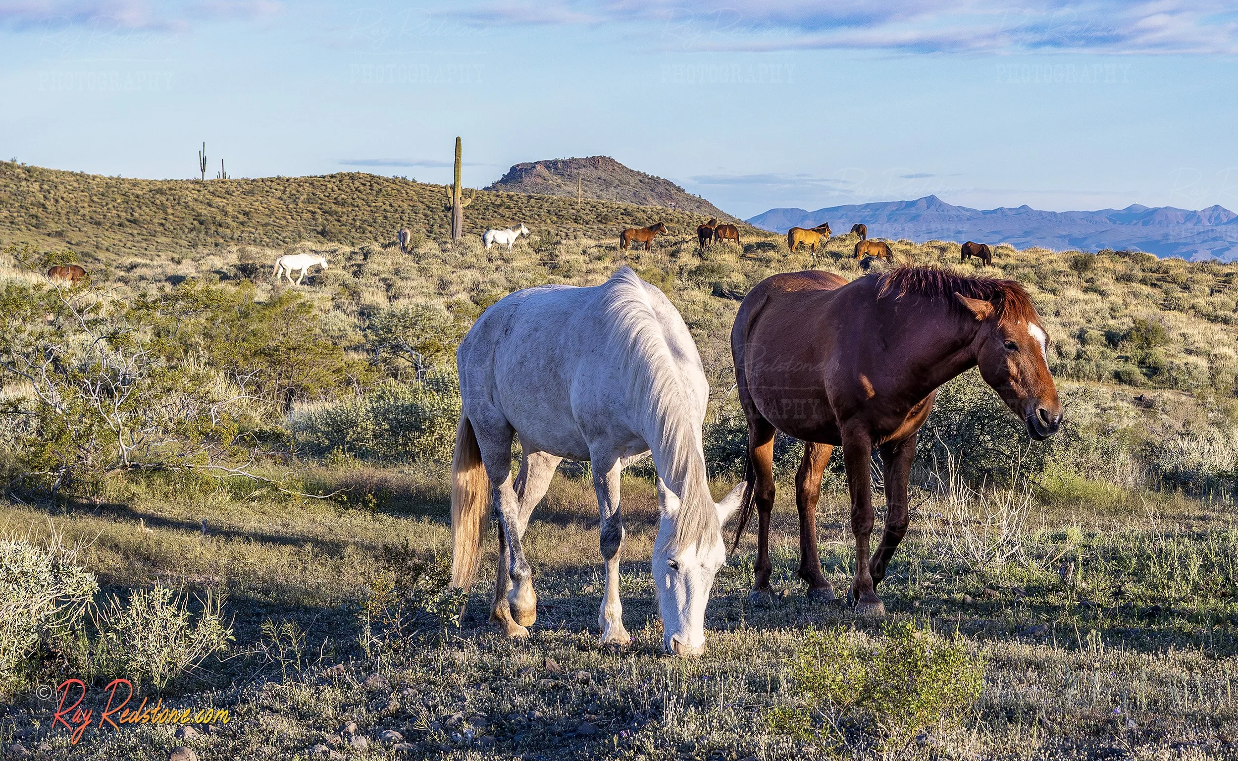Wild Horses Grazing High In The Desert Hills In Arizona