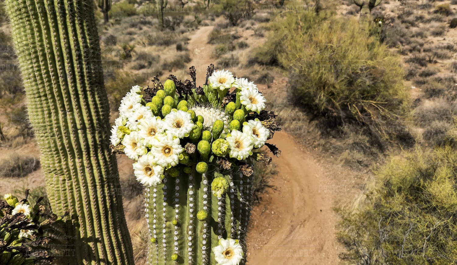 Close Up View Of Saguaro Cactus Flowers In Arizona