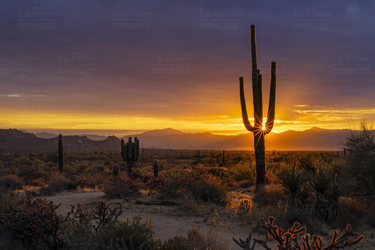 sunrays-sunrise-1500wm-0S8A3818-Enhanced-NR copy.jpg