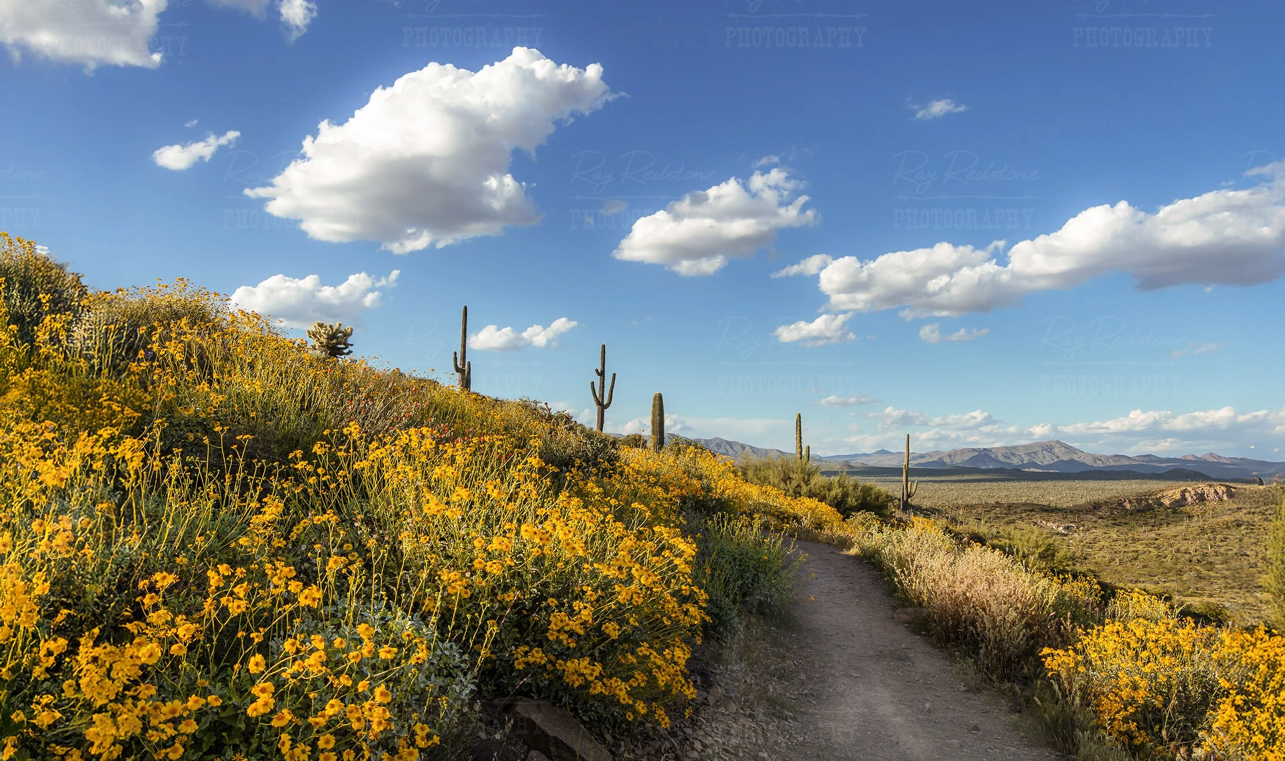 Desert Hiking Trail At Spring Time  in AZ