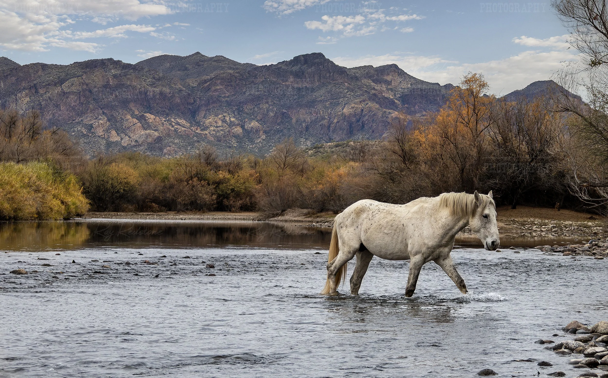 White Wild Horse Stallion Crossing River Fall Time