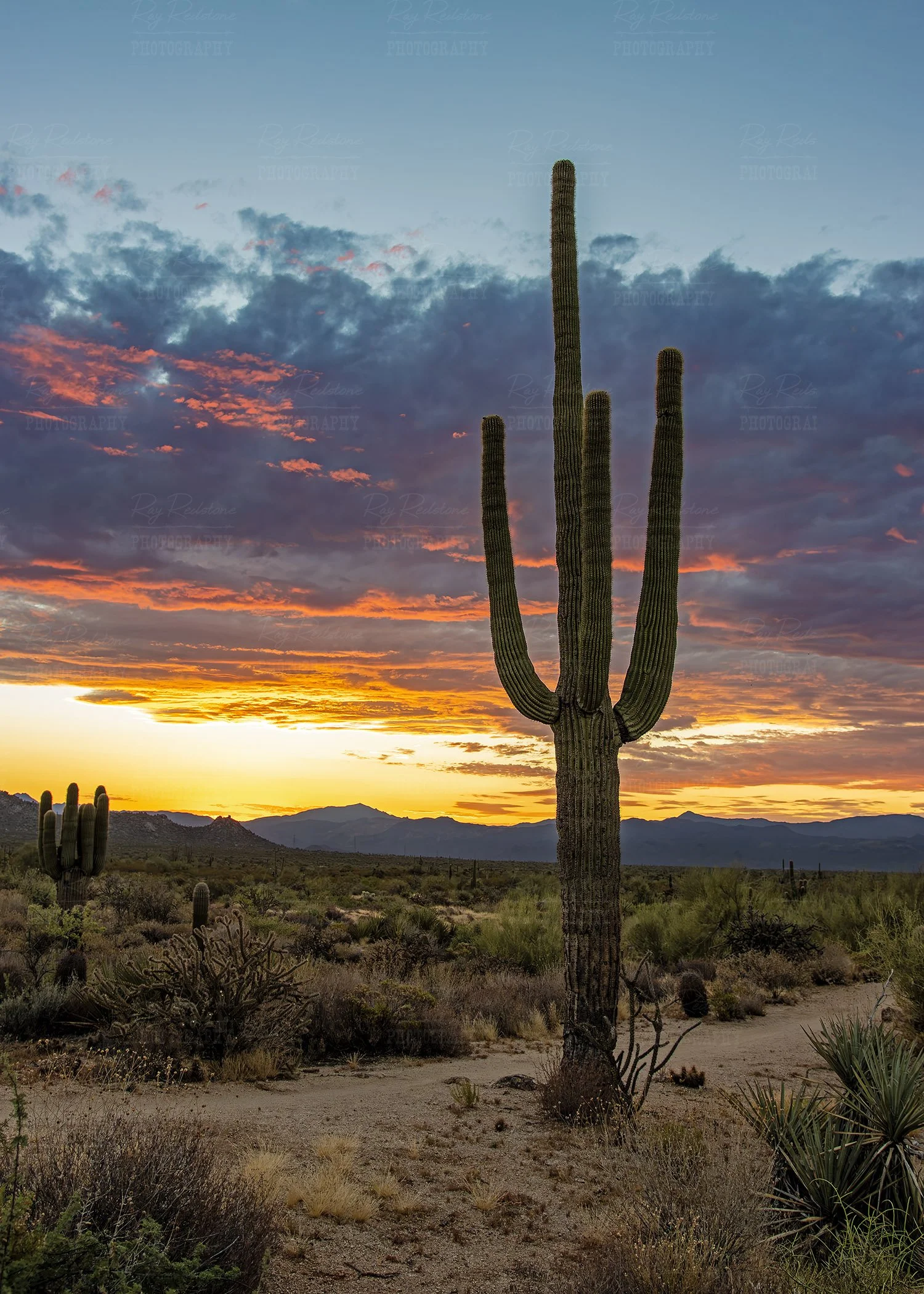 vert-sunrise-cactus-IMG_4634-1500wm.jpg