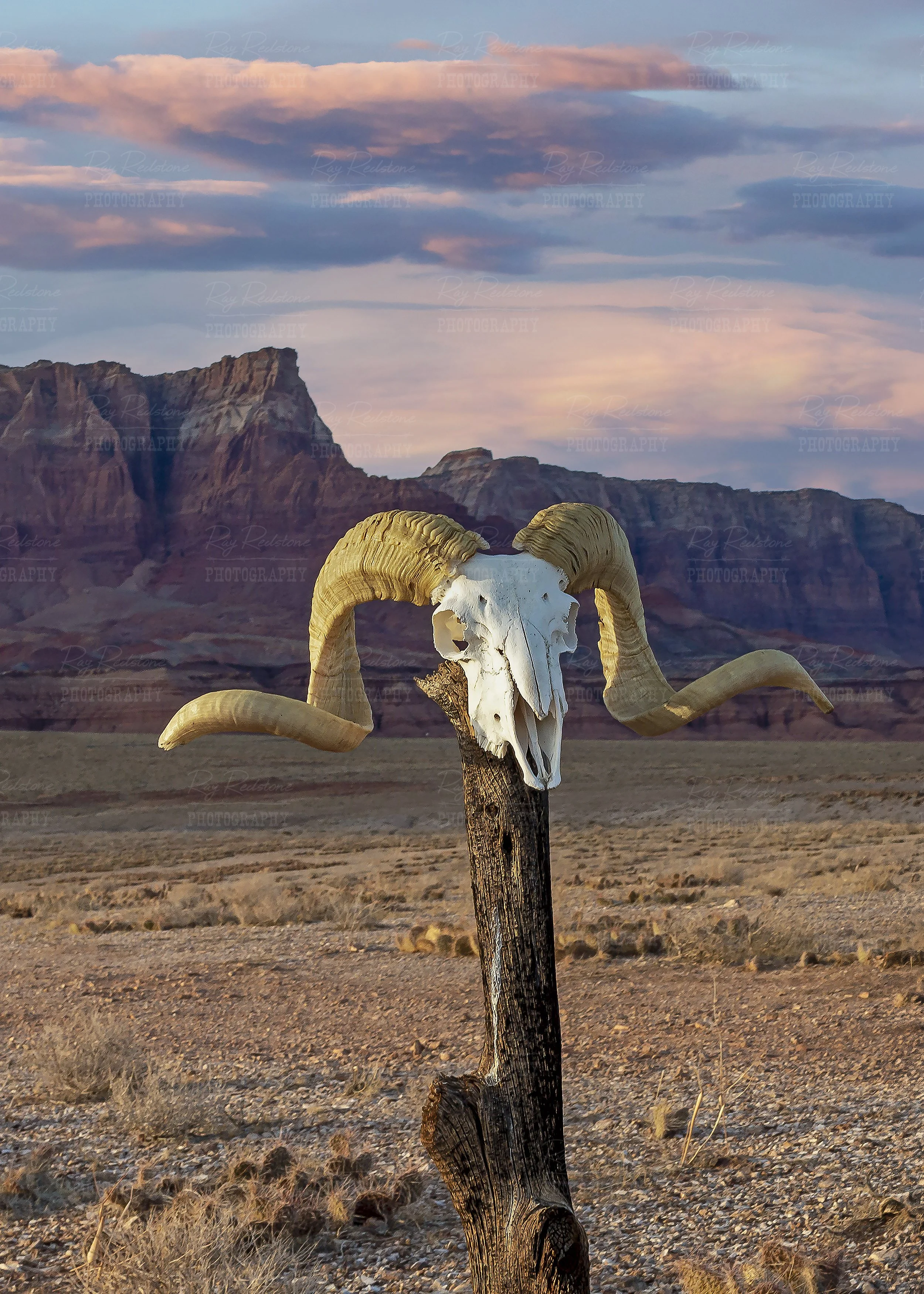 Vertical Ratio View Big Horn Sheep Skull