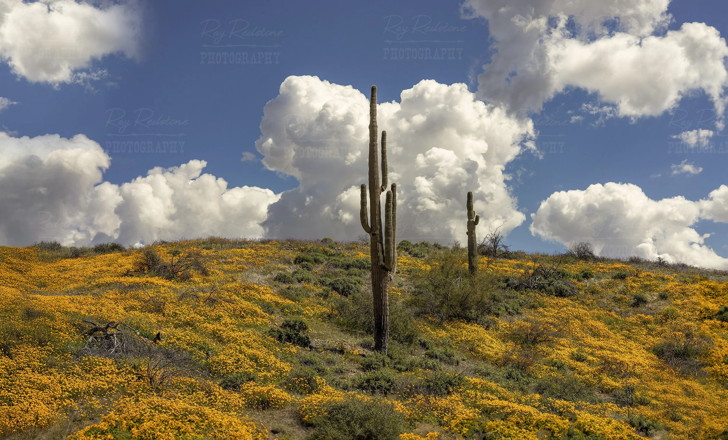 Spring Desert Super Bloom Landscape Arizona