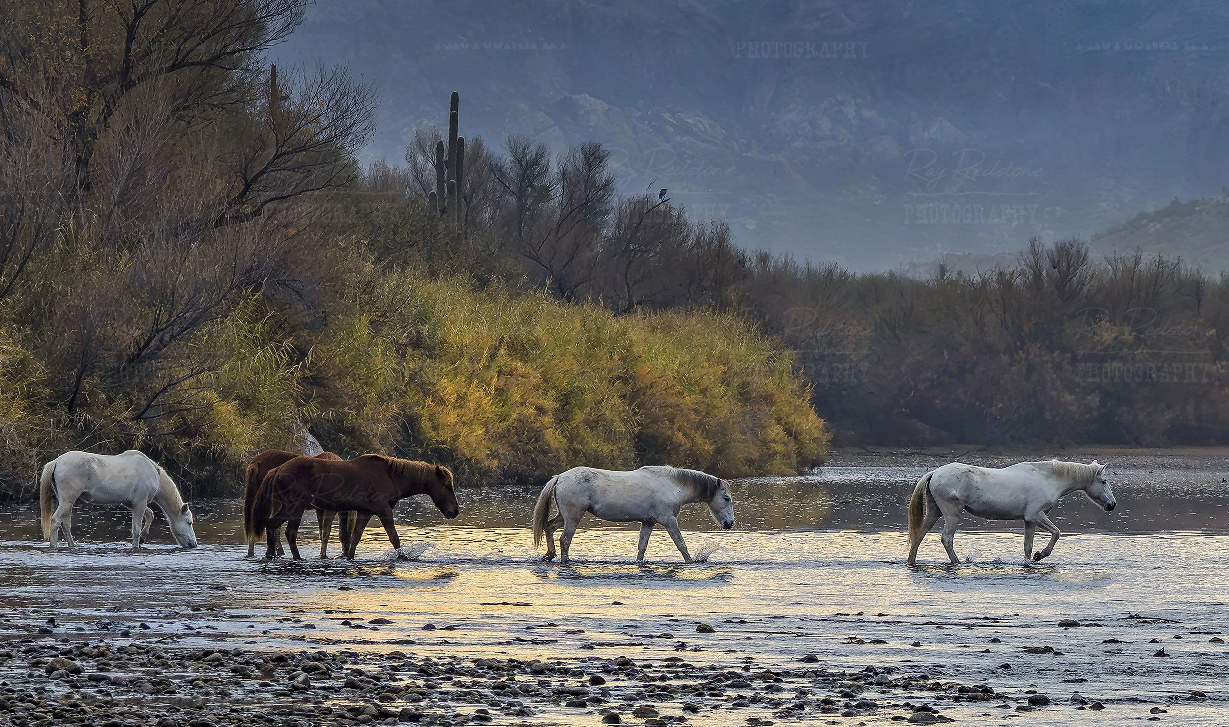 Band Of Wild Horses Crossing Salt River