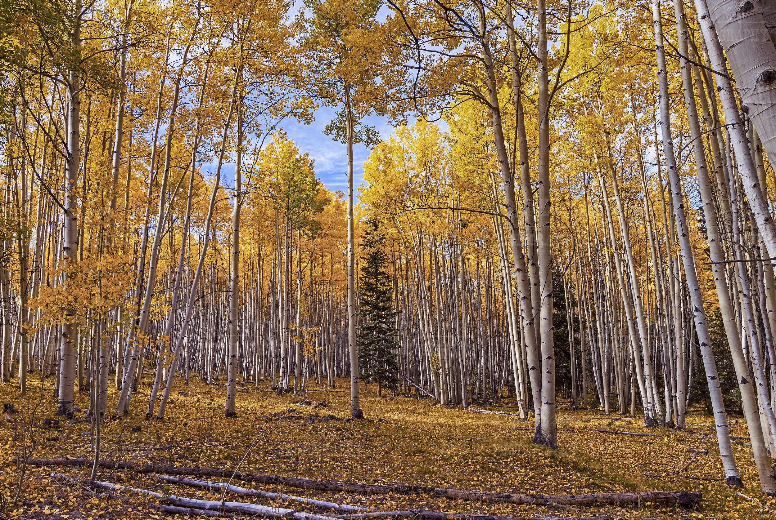 Colorado Aspen Forest Fall