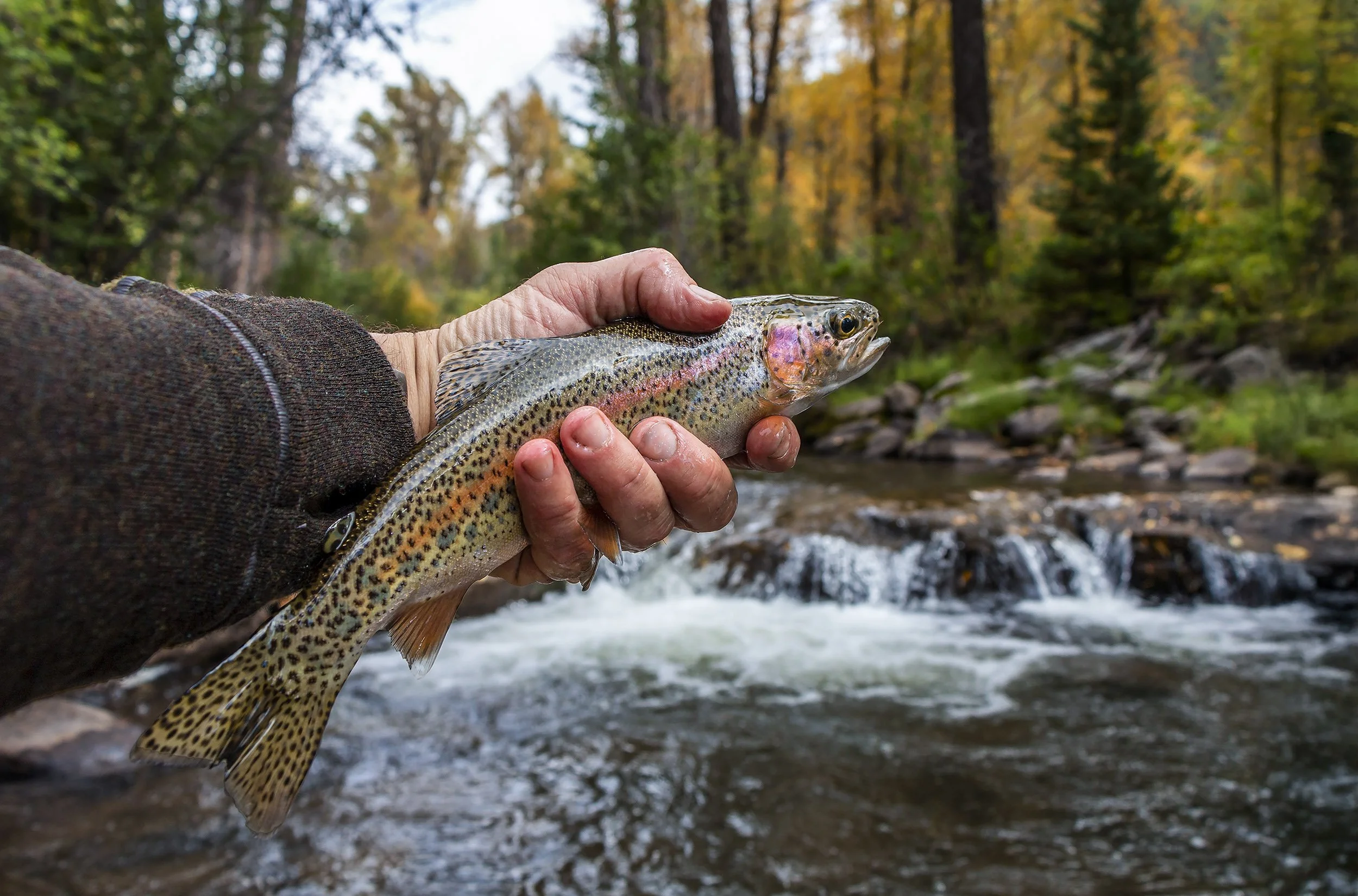 Colorado Wild Trout