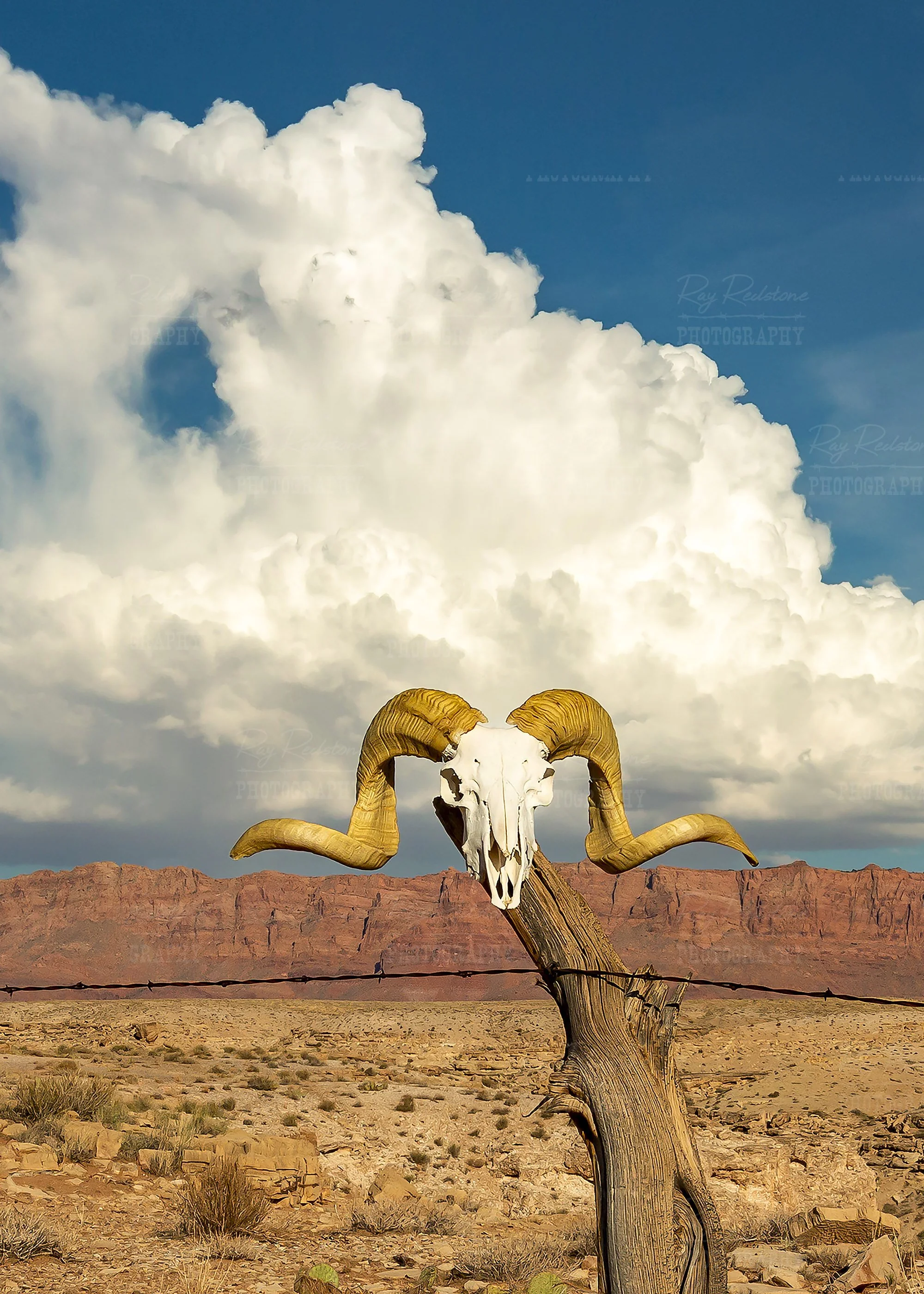 Vertical View Big Horn Sheep Skull In Arizona