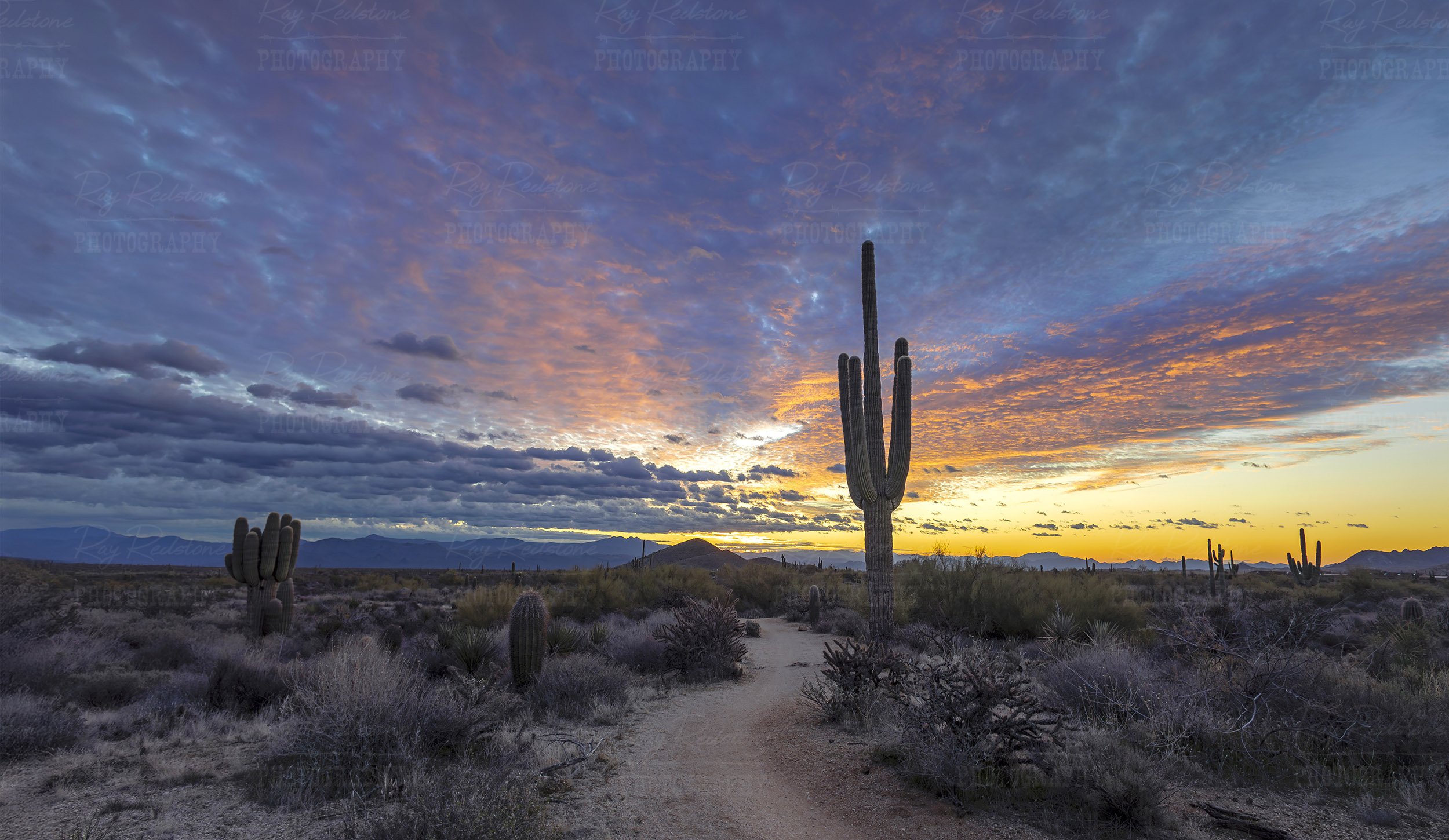 Panoramic Sunrise Landscape In Scottsdale AZ With Cactus