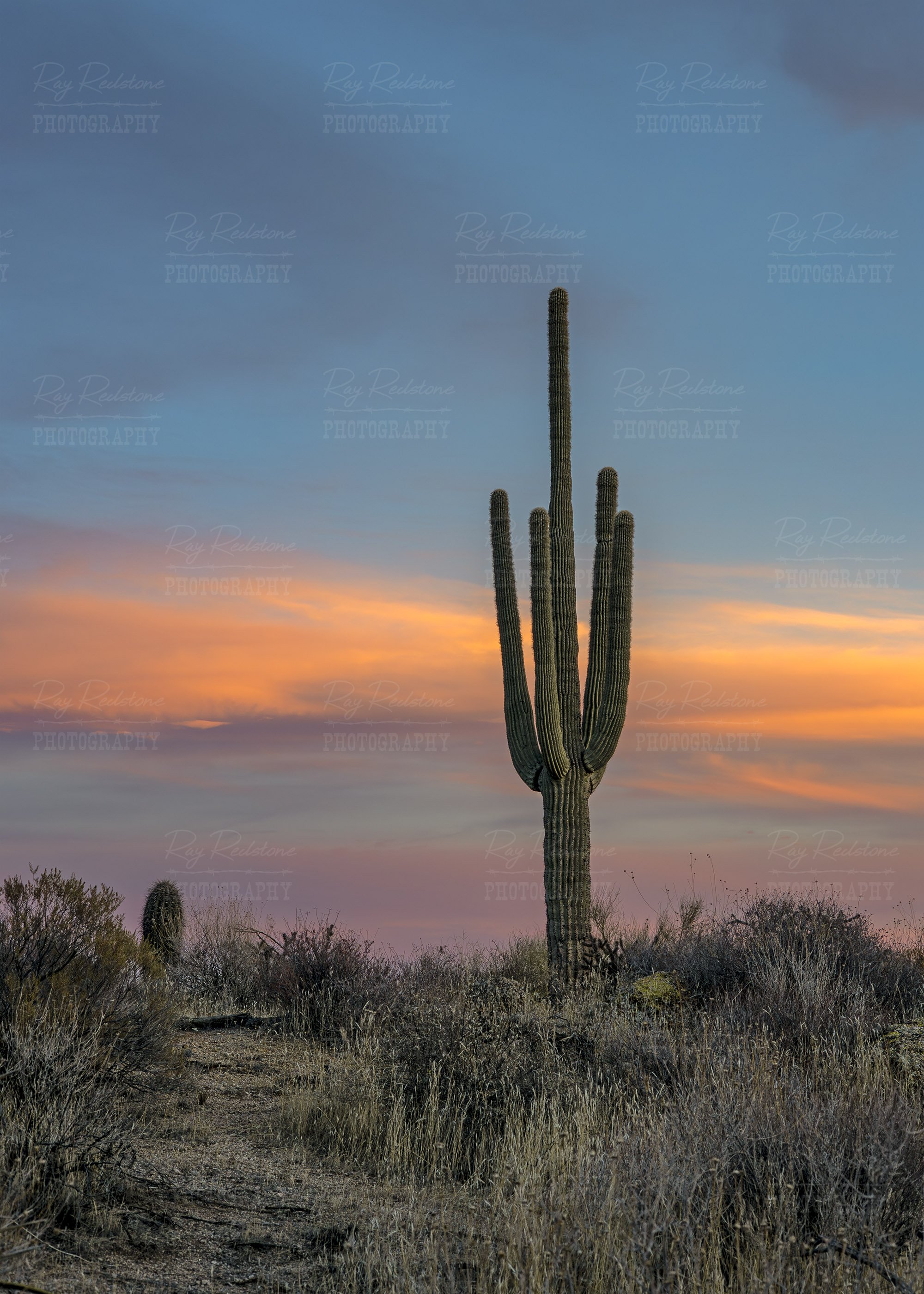 Vertical Ratio View Of Saguaro Cacti At Sunset