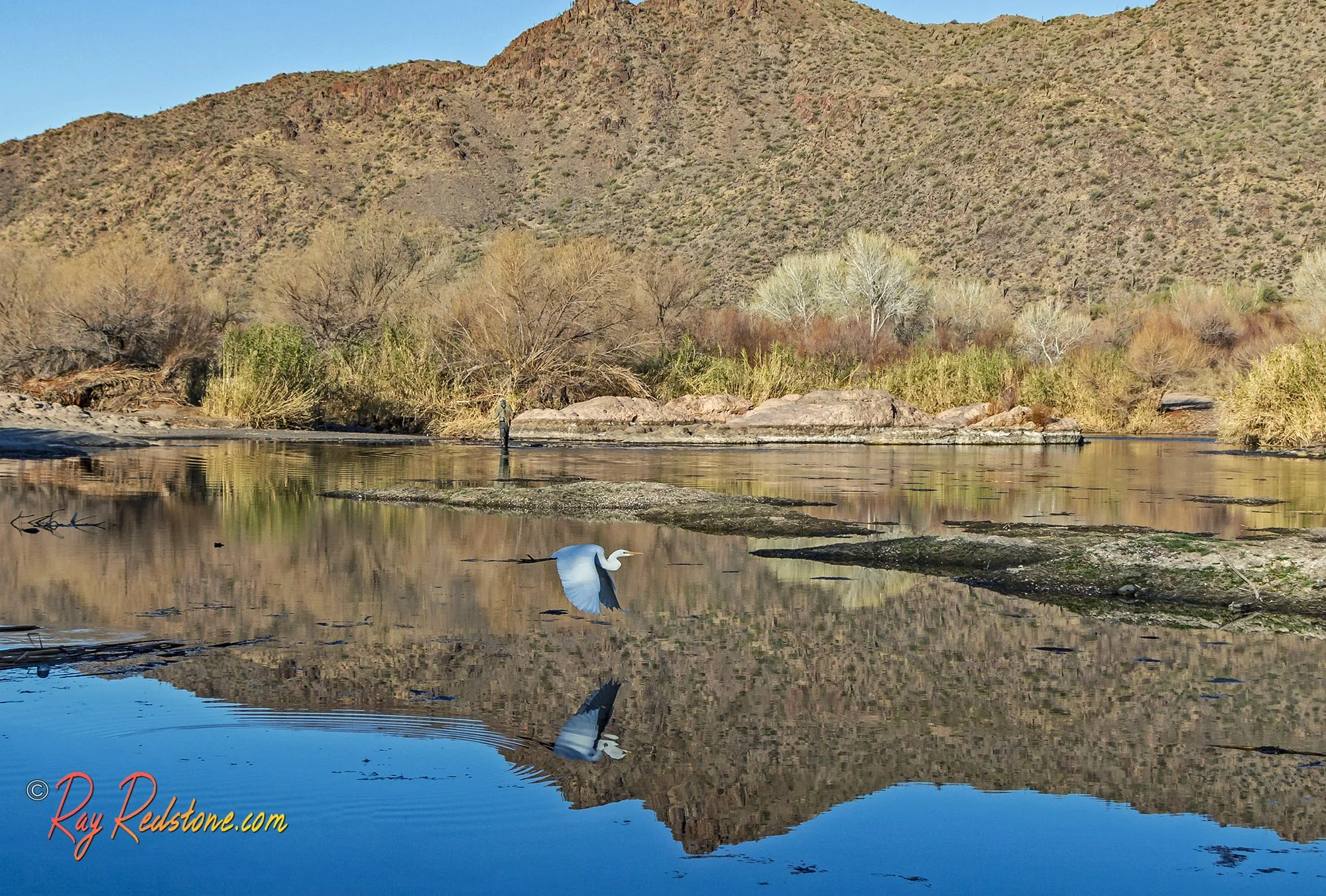 Great Blue Herron On Salt River In Arizona