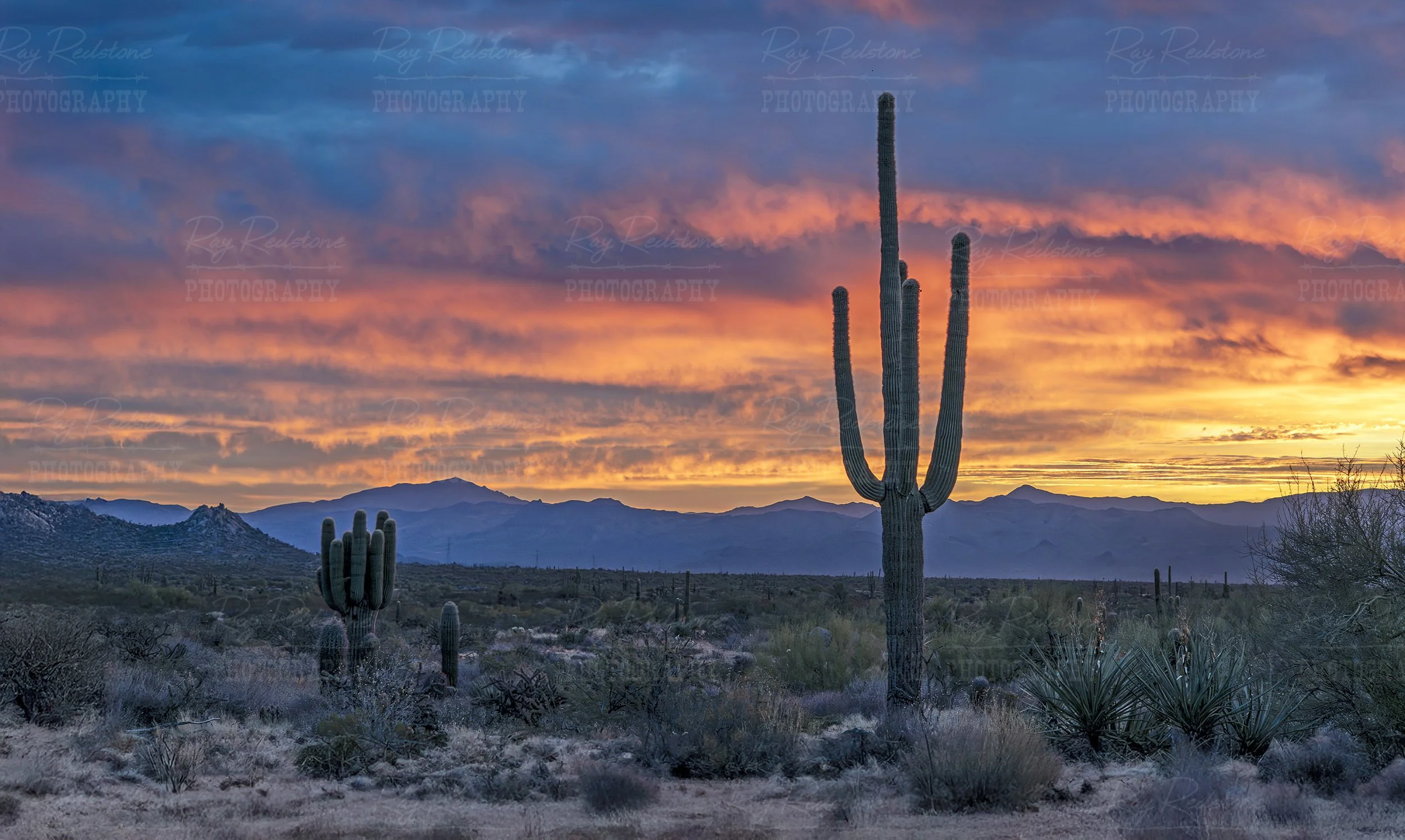 Saguaro Cactus at Sunrise Time In Arizona