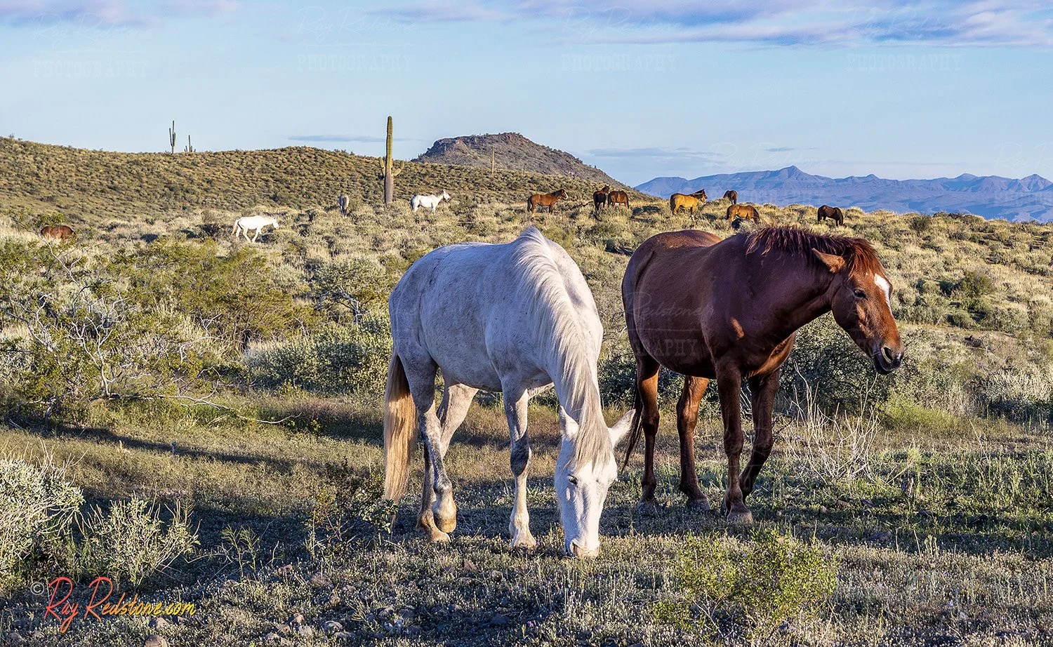Horses In The Hills Grazing 
