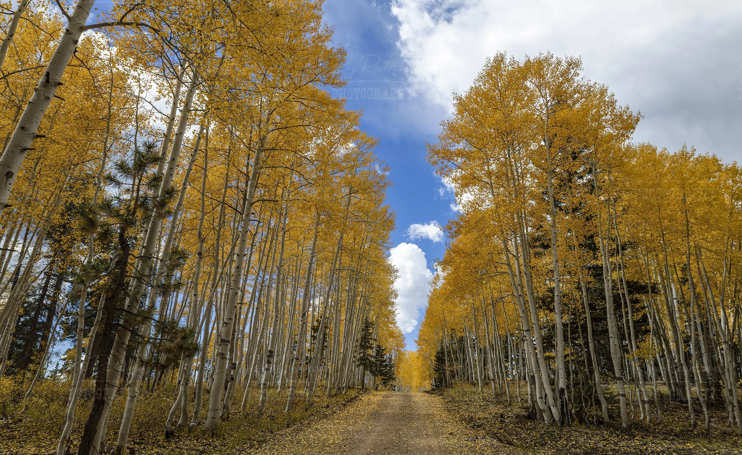 Fall Colors Kaibab National Forest Arizona
