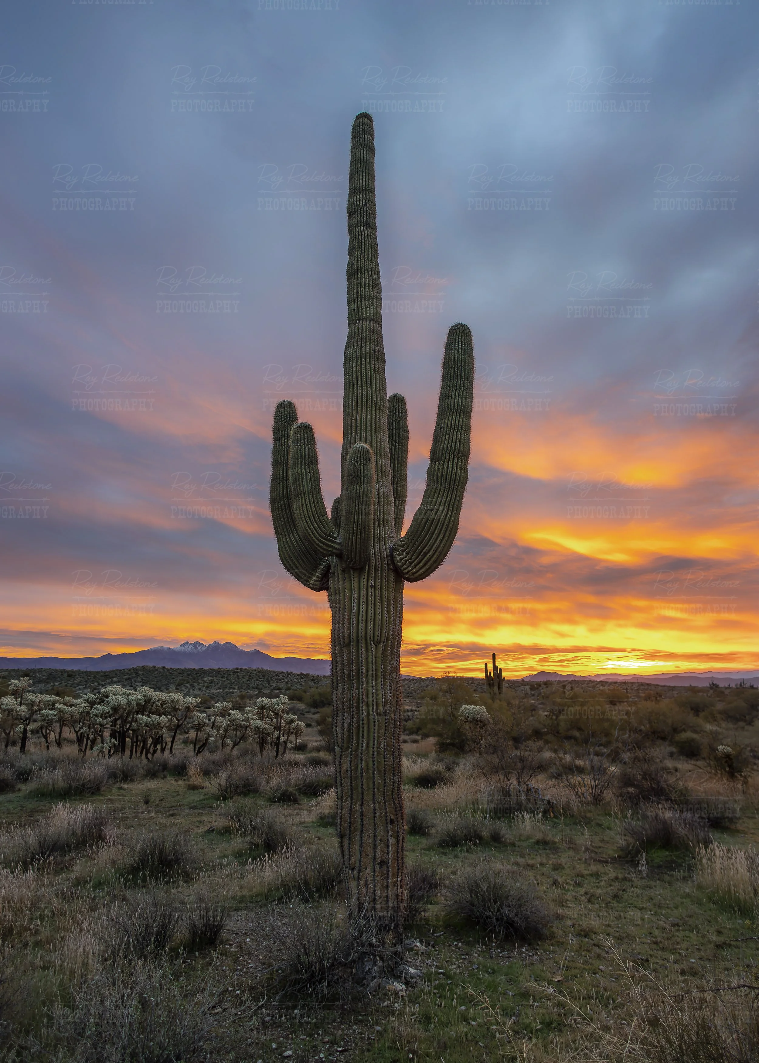 Vertical Capture Of Saguaro Cactus During Vibrant Sunrise