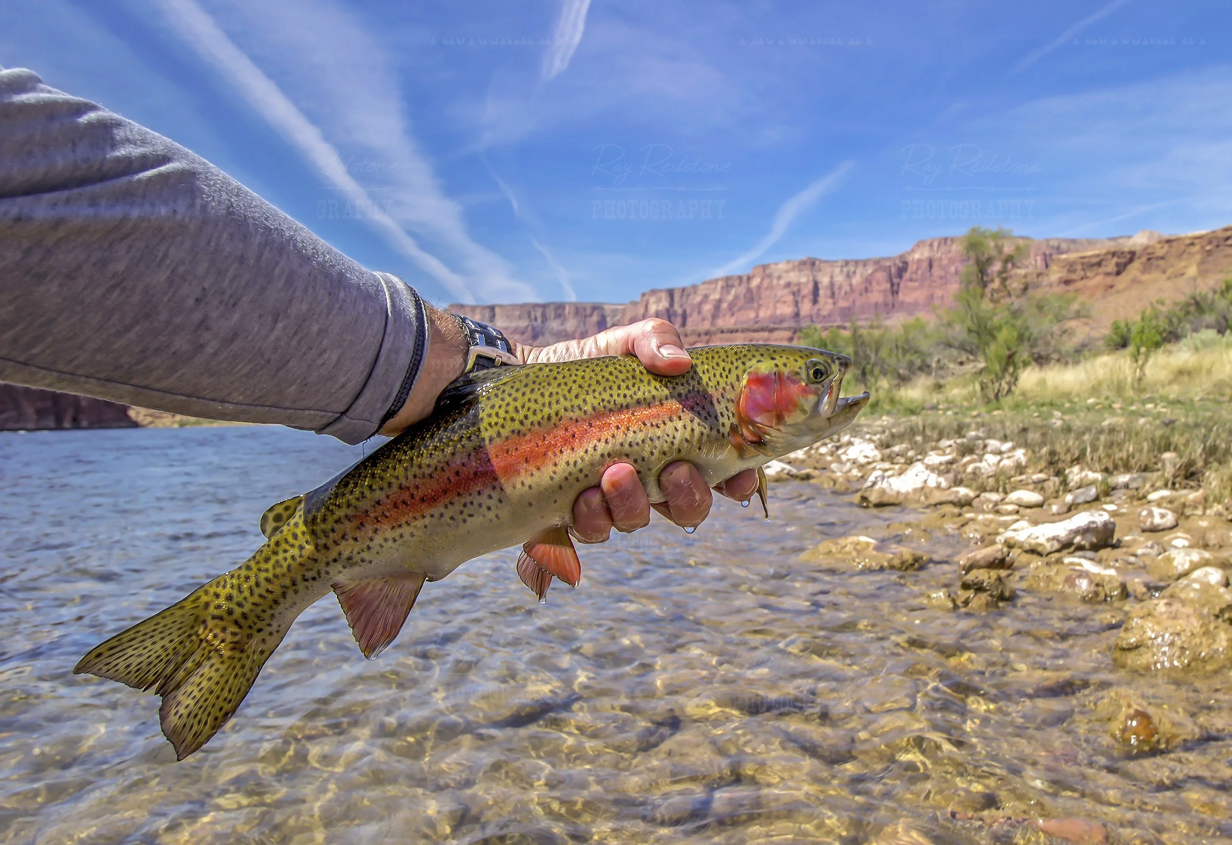 Colorful Lees Ferry Rainbow Trout