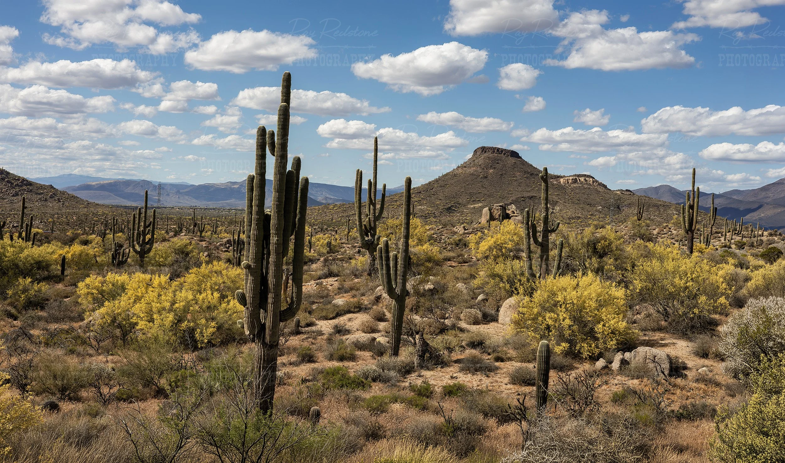 AZ Sonoran Desert Spring Landscape In Bloom