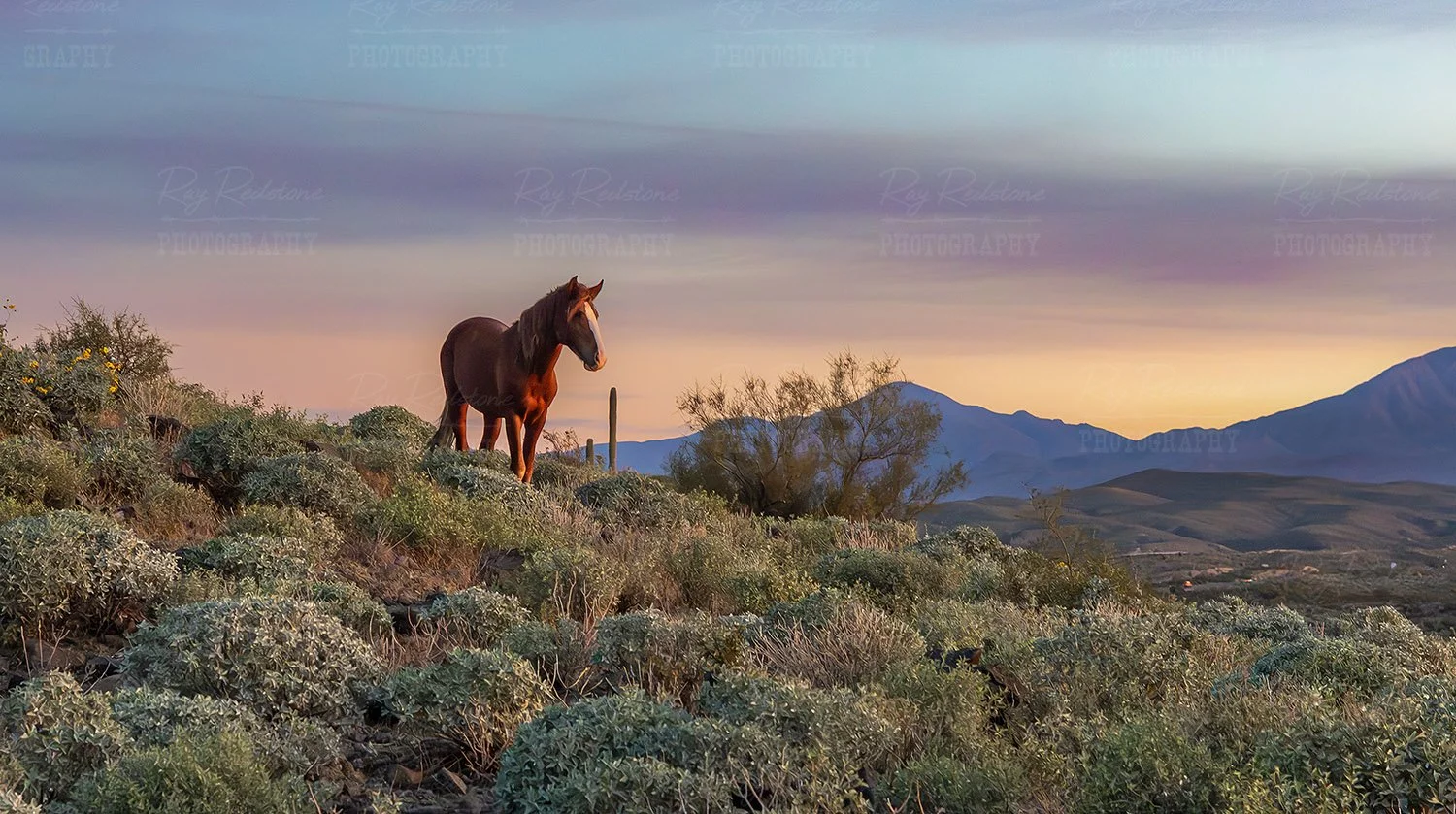 Lone horse at Sunrise.....