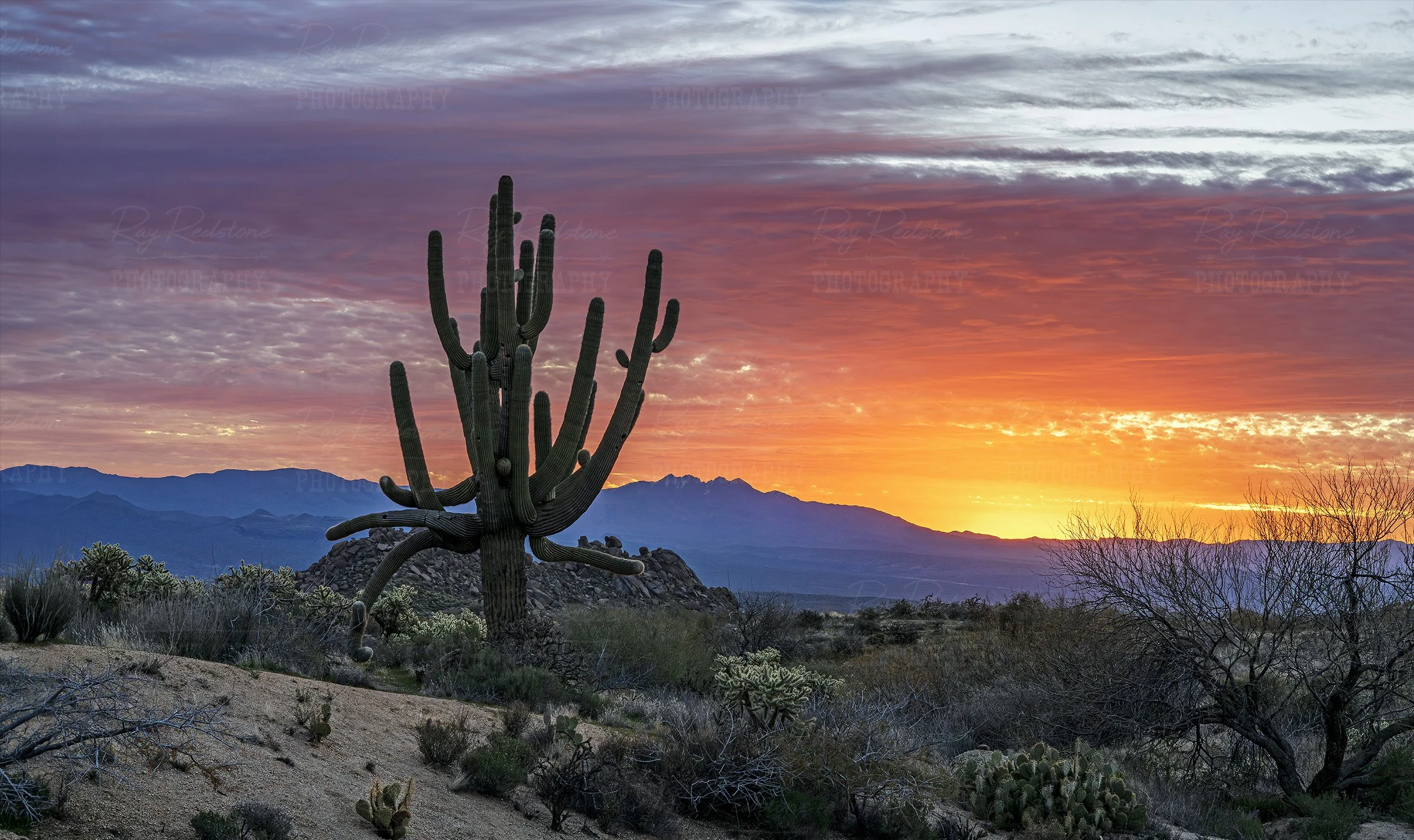 Desert Sunrise With Big Cactus Arizona
