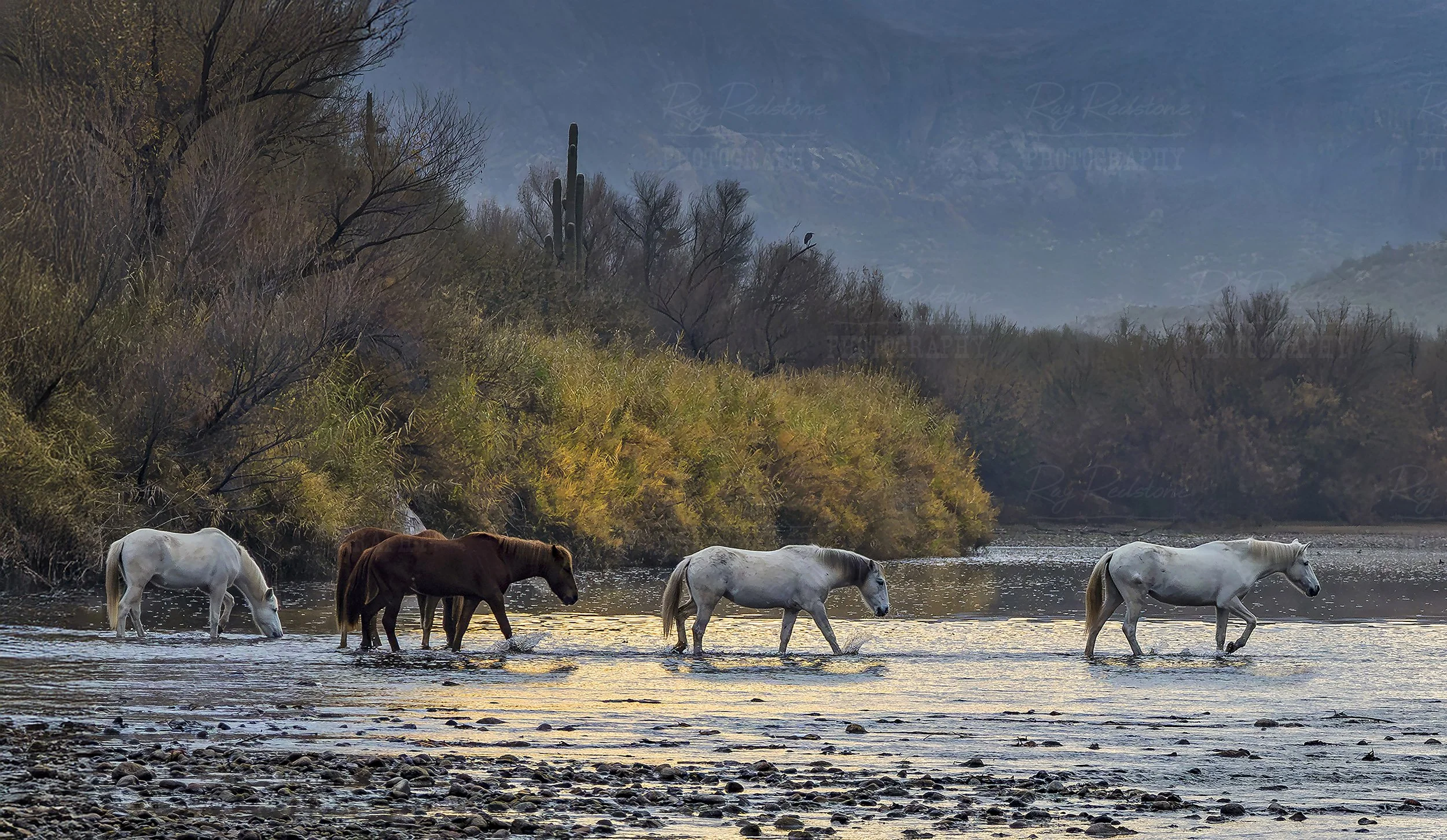 Band Of Wild Mustangs Crossing Salt River In Arizona