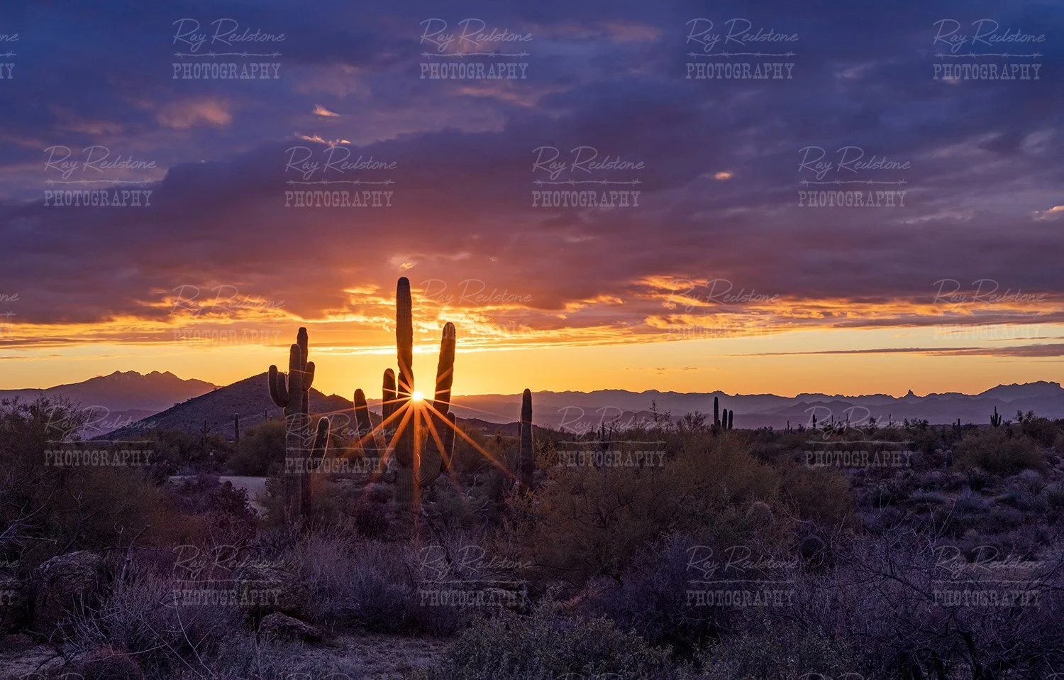 Cactus Sunbeams