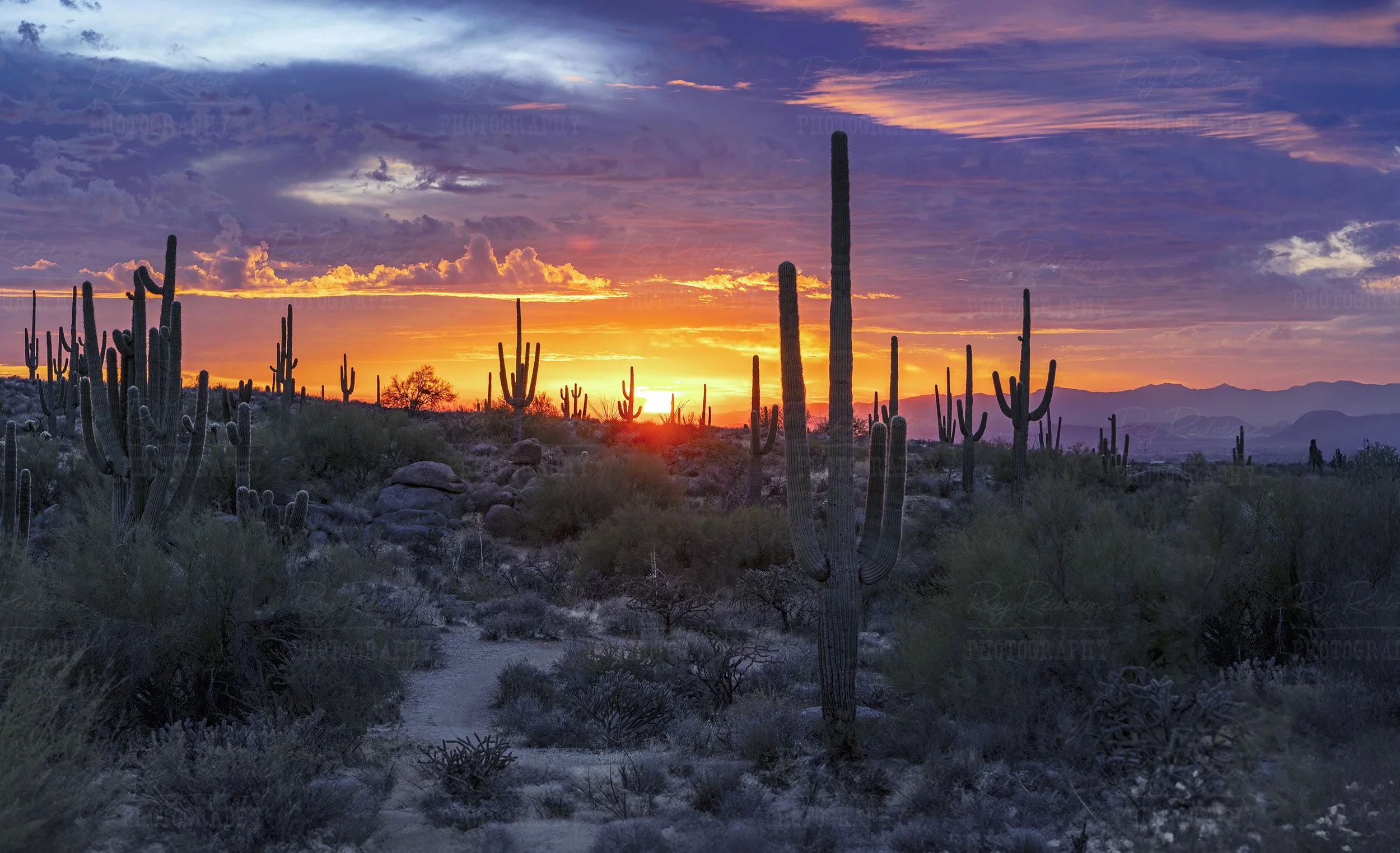 Colorful Panoramic Sonoran Desert Sunset Landscape